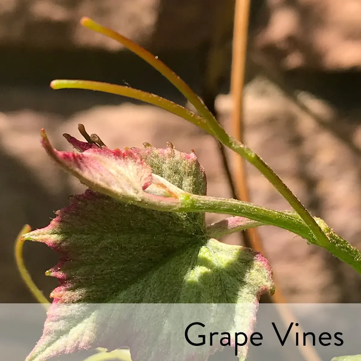 Canon slideshow grape vines2.webp
