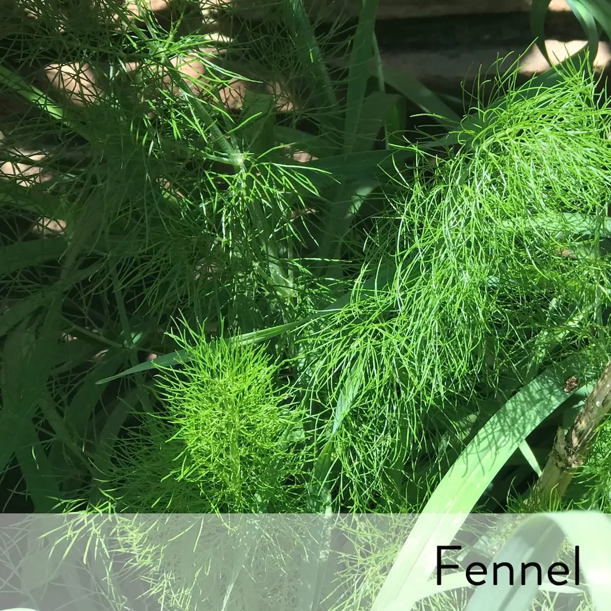 Canon slideshow fennel2.webp