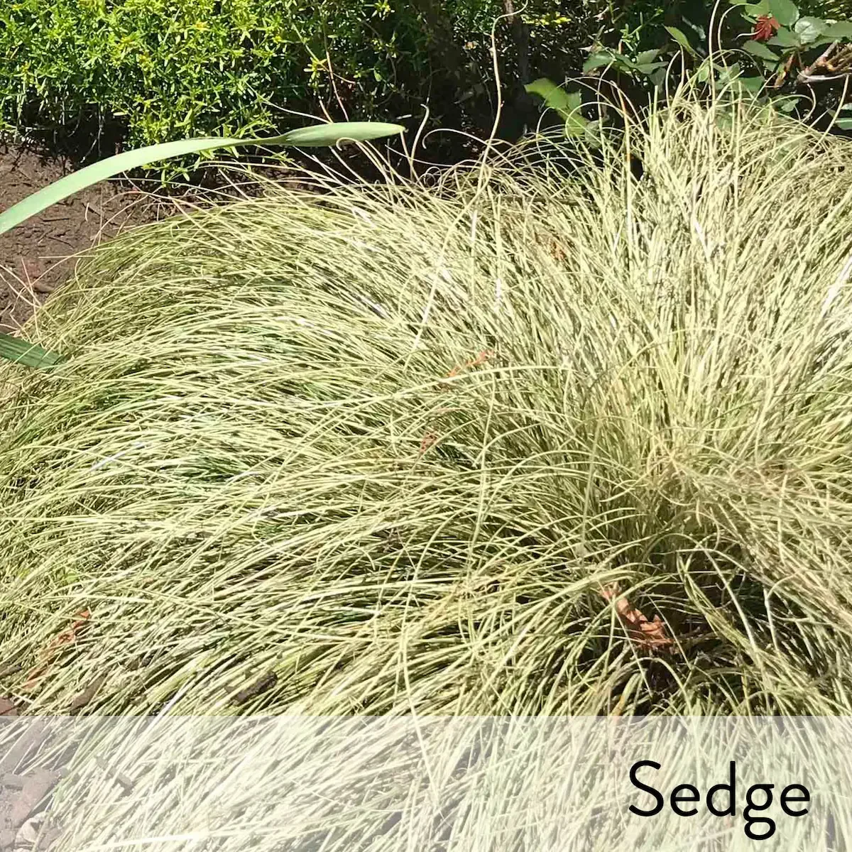 Canon slideshow  sedge2.webp