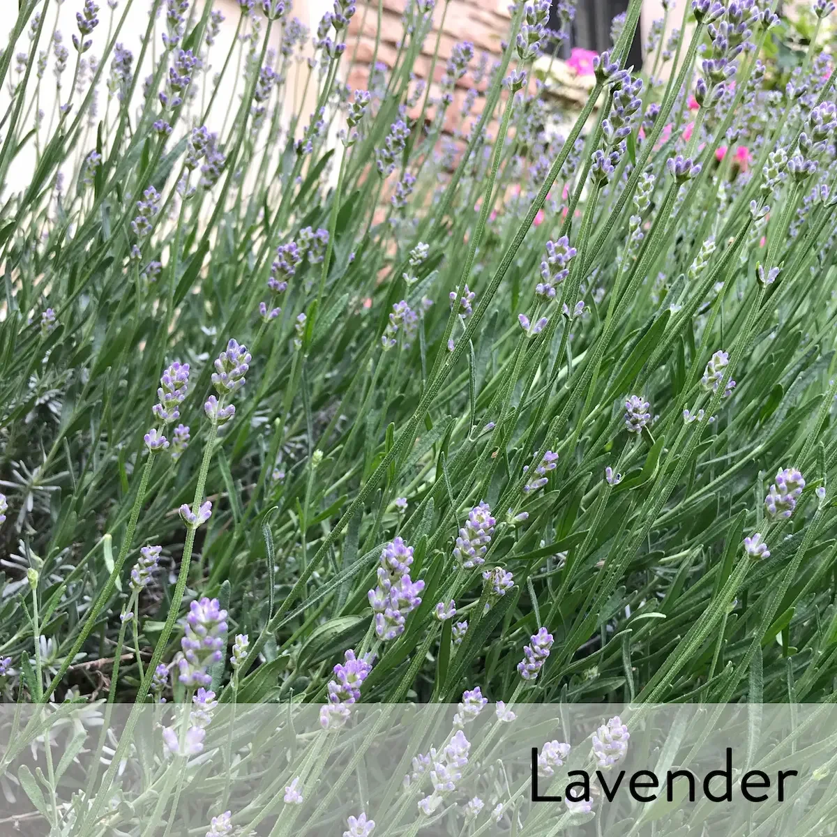 Canon slideshow lavender3.webp