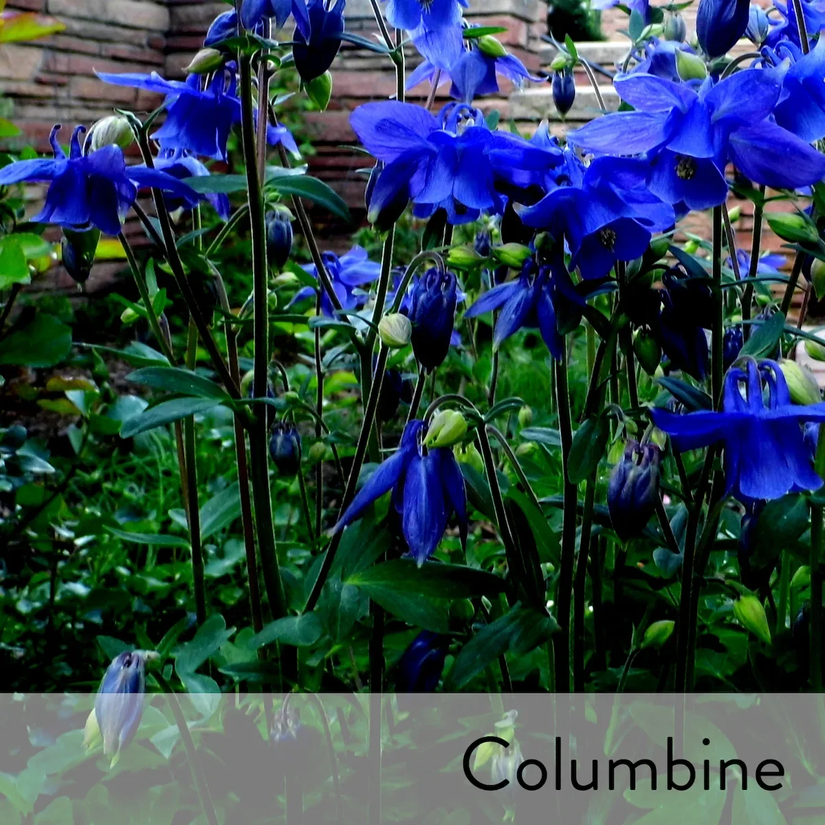 Canon slideshow blue columbine2.webp