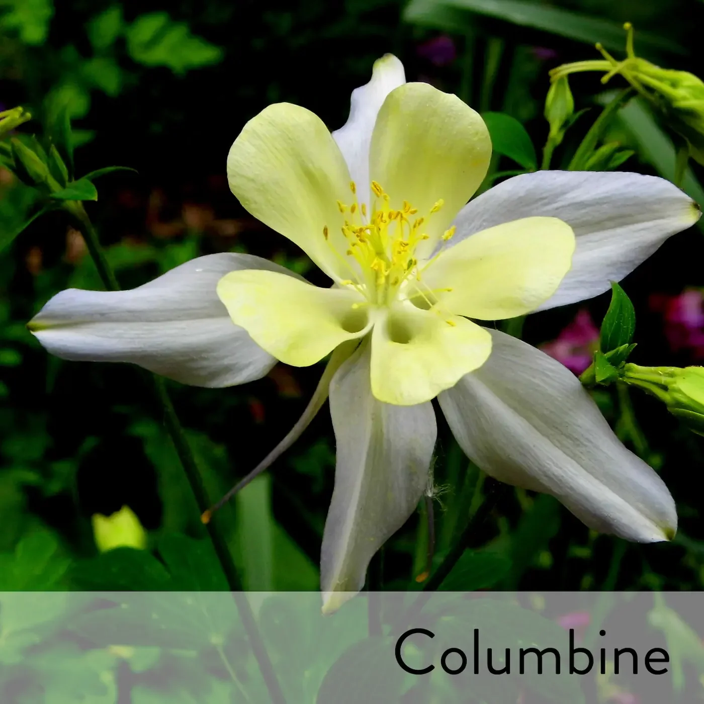 Canon slideshow columbine2.webp
