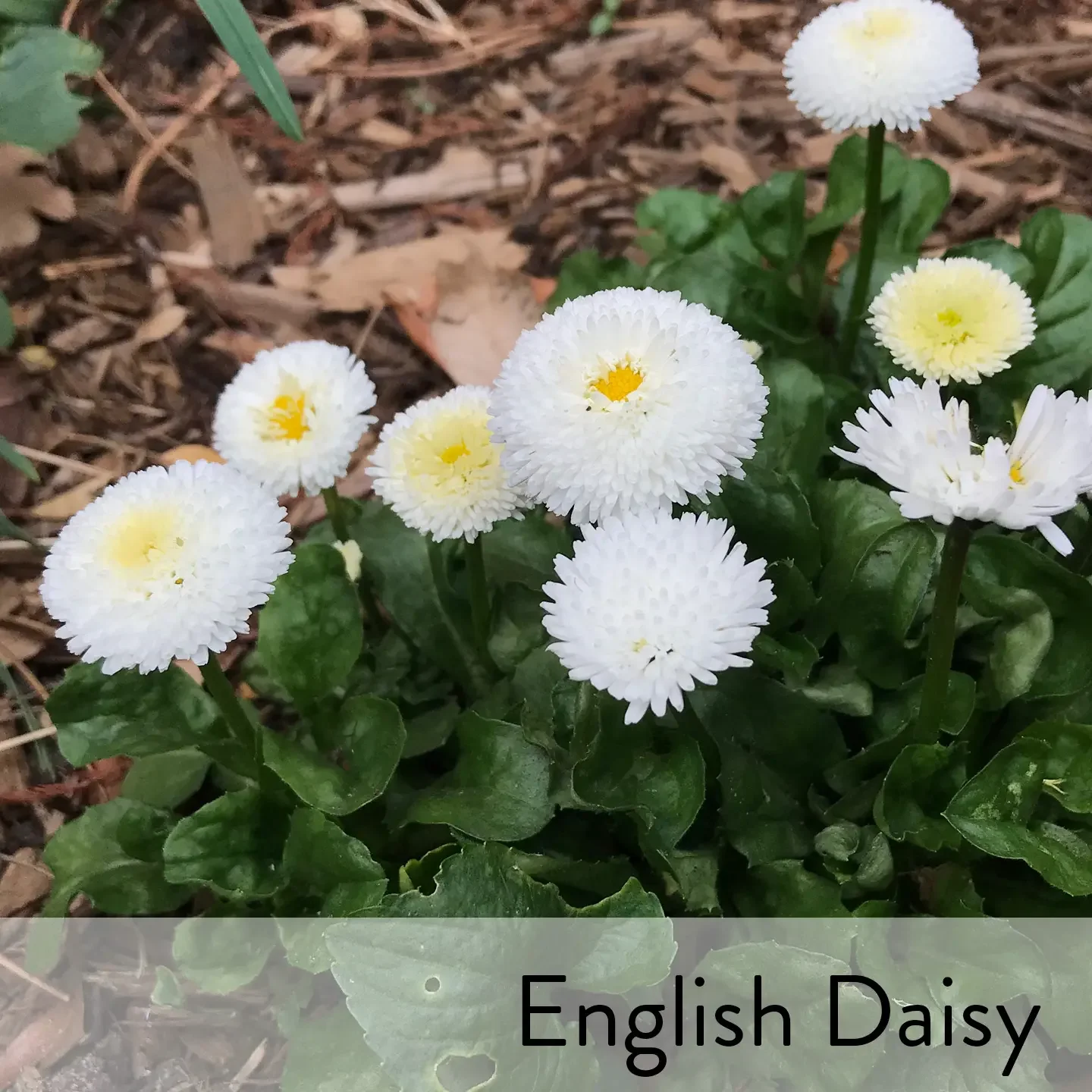 Canon slideshow English Daisy2.webp