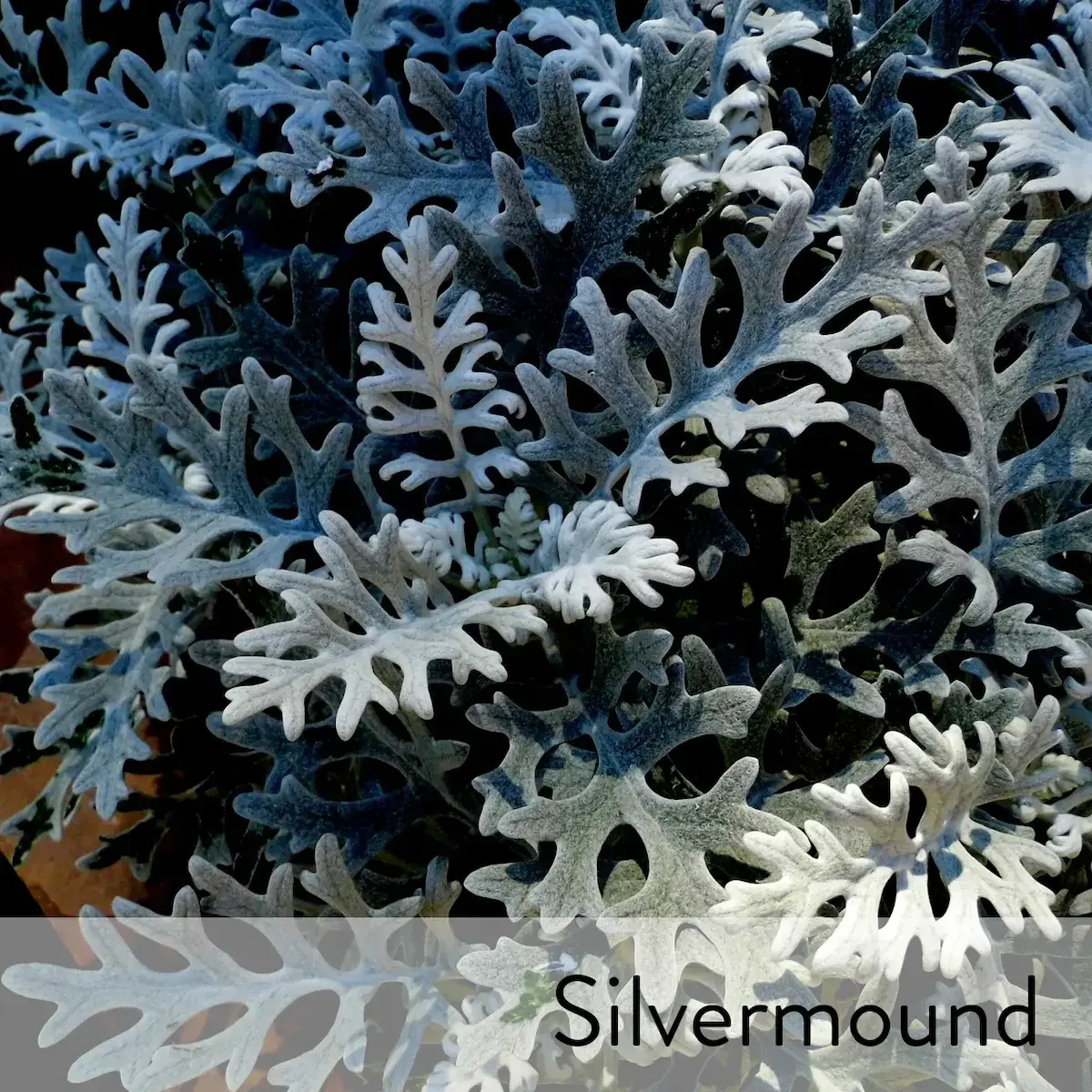 Canon slideshow silvermound2.webp