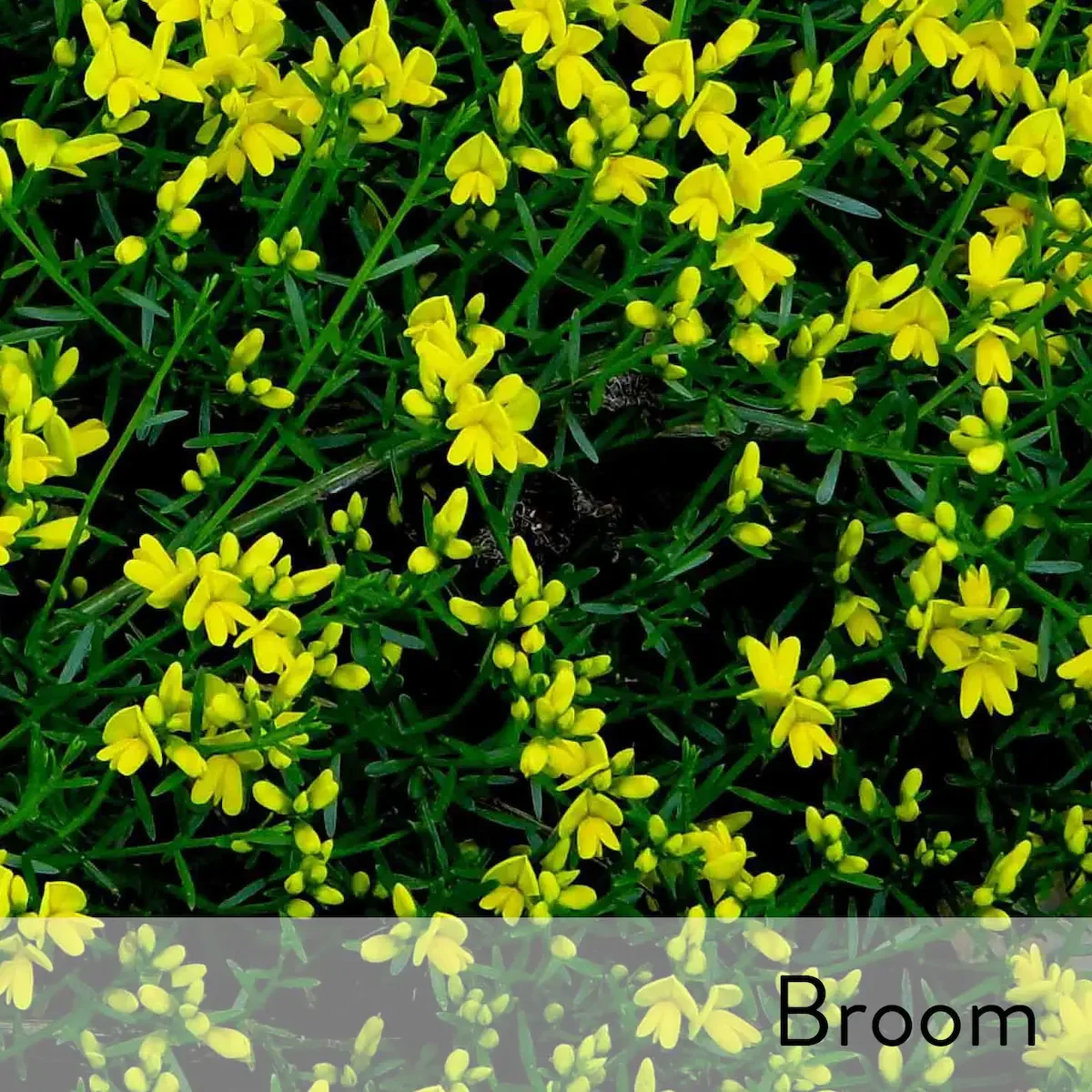 Canon slideshow  broom2.webp