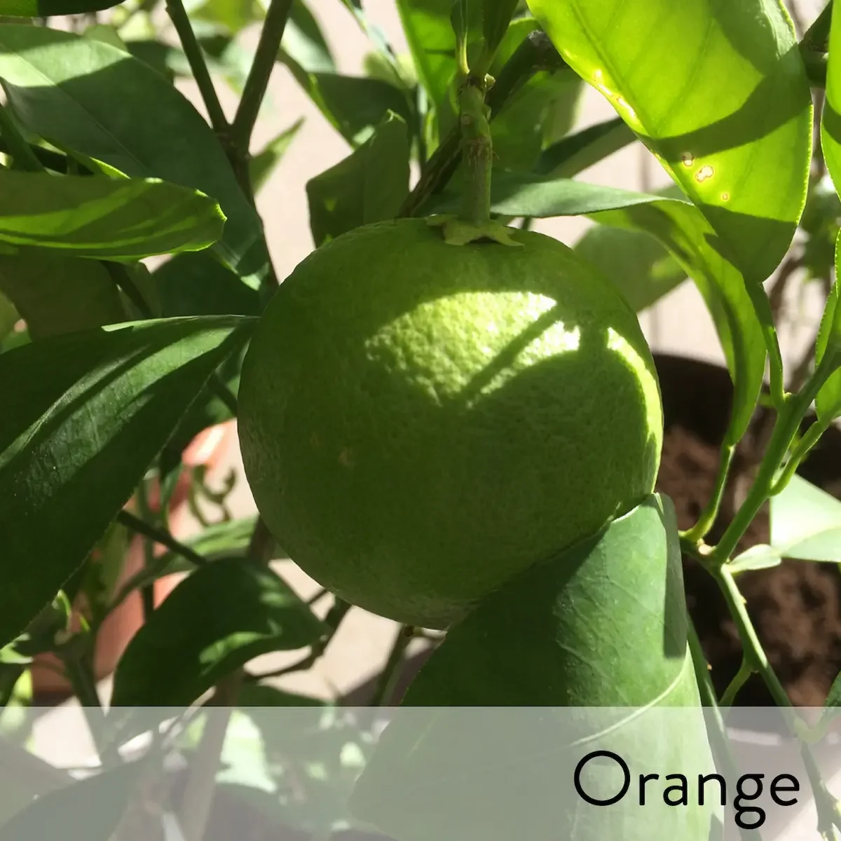 Canon slideshow orange2.webp
