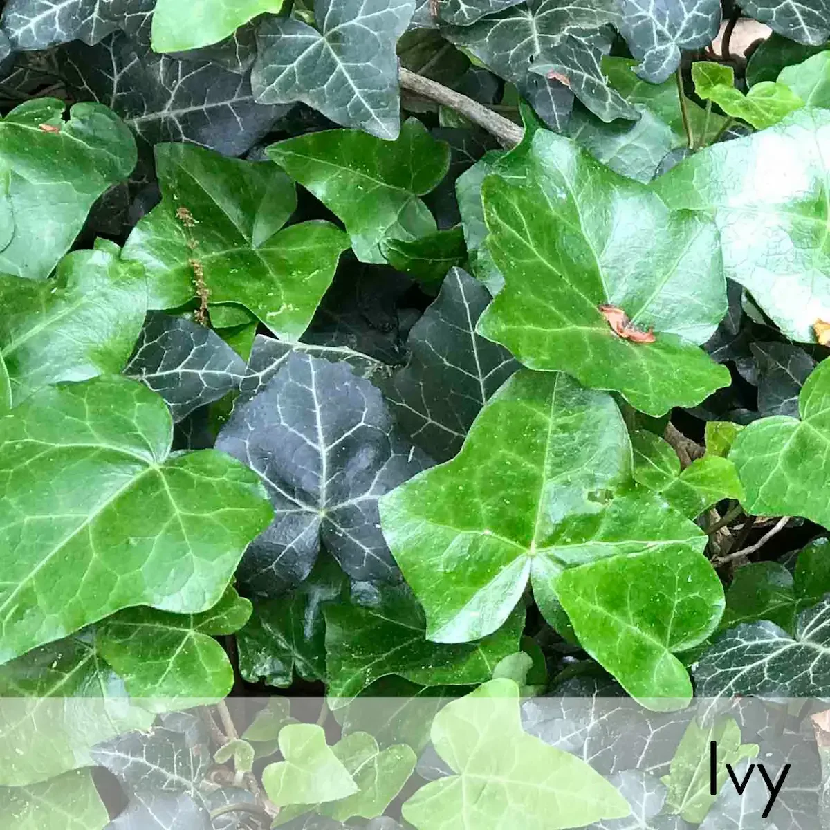 Canon slideshow  Ivy2.webp