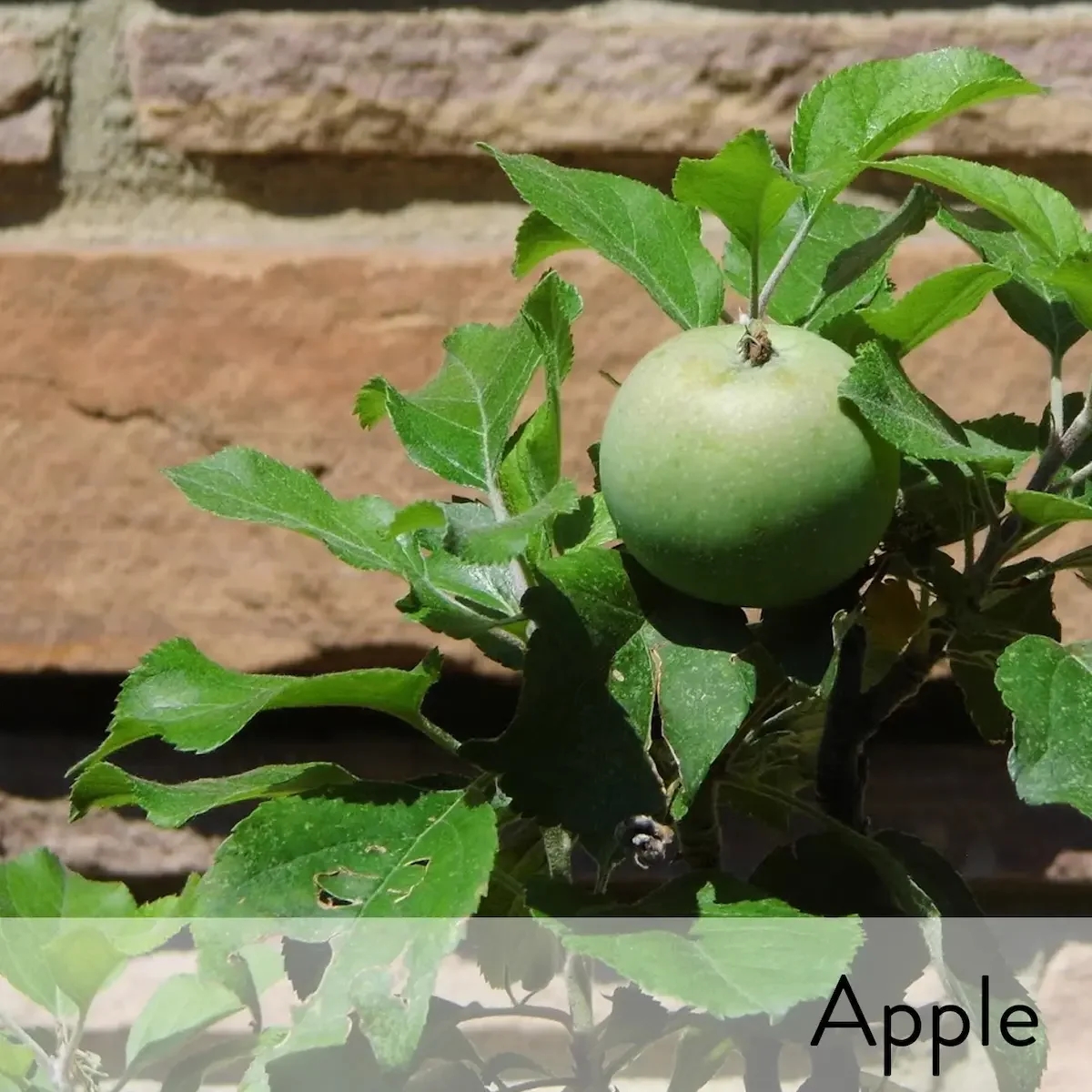 Canon slideshow apple.webp