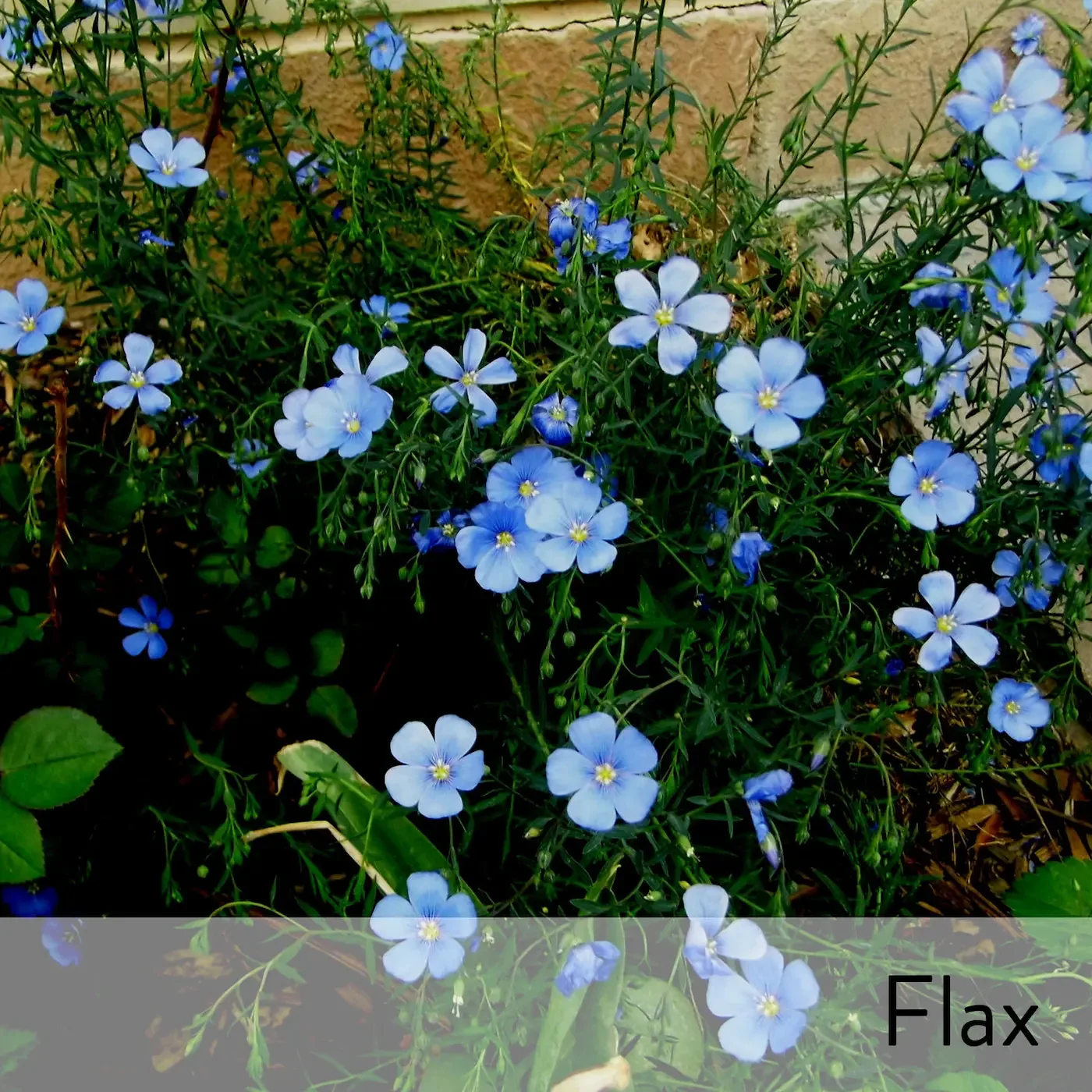 Canon slideshow flax2.webp