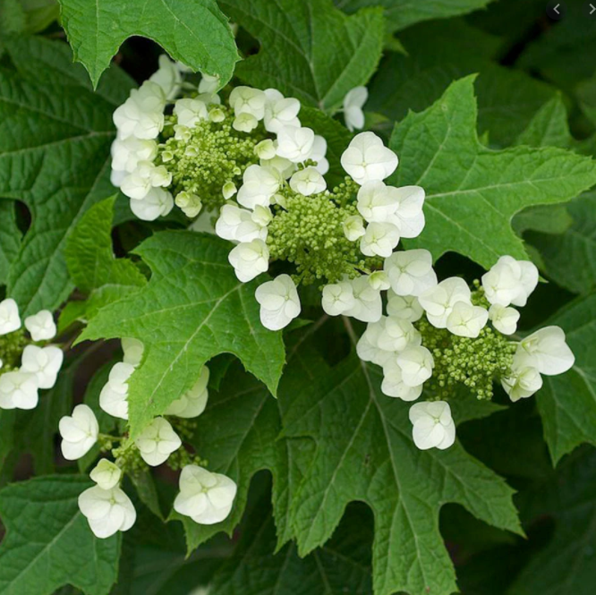 oakleaf hydrangeas.PNG