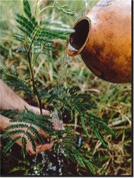 Gourd picture used in Olukai ad (HLRI) gourd.png