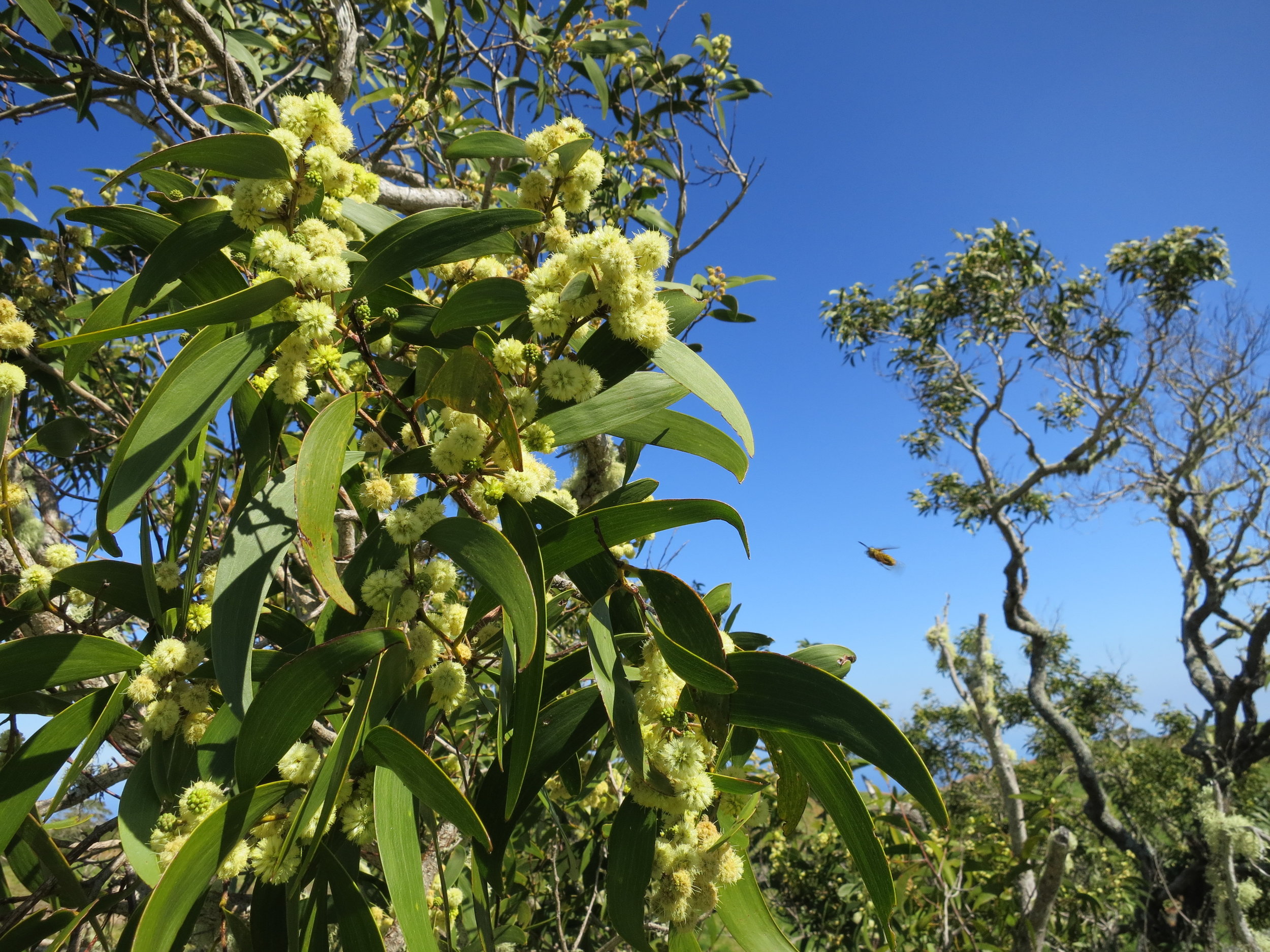 Hawaiian Legacy Forest at Gunstock Ranch
