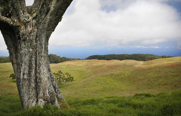 A lone Koa.