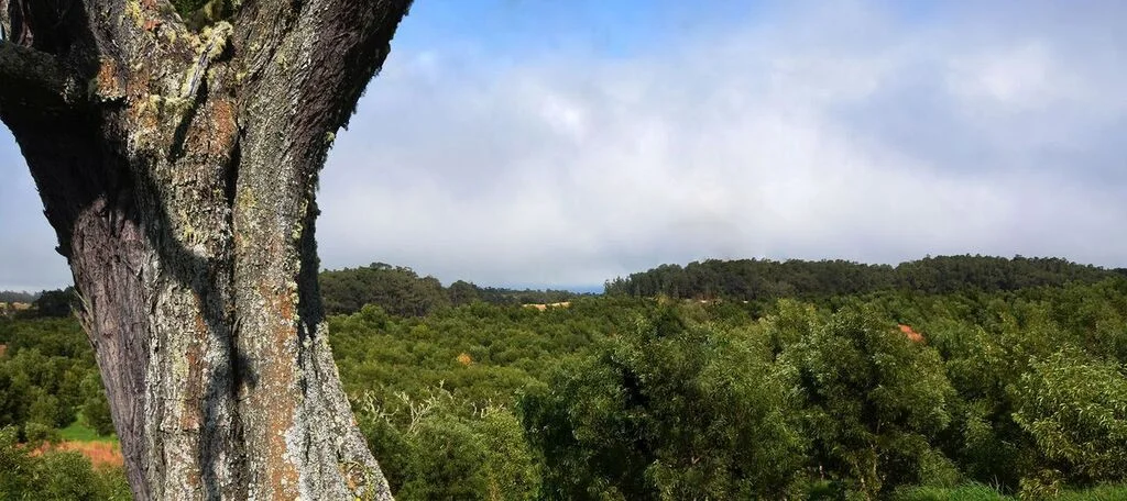 A photo taken of the same koa tree five years after beginning reforestation plantings.