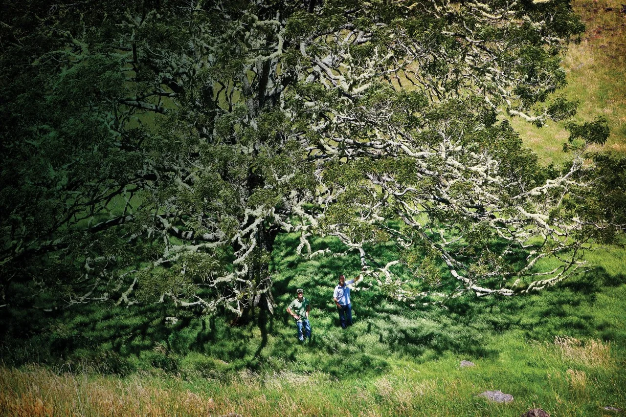 Restoring Hawaii’s Forests