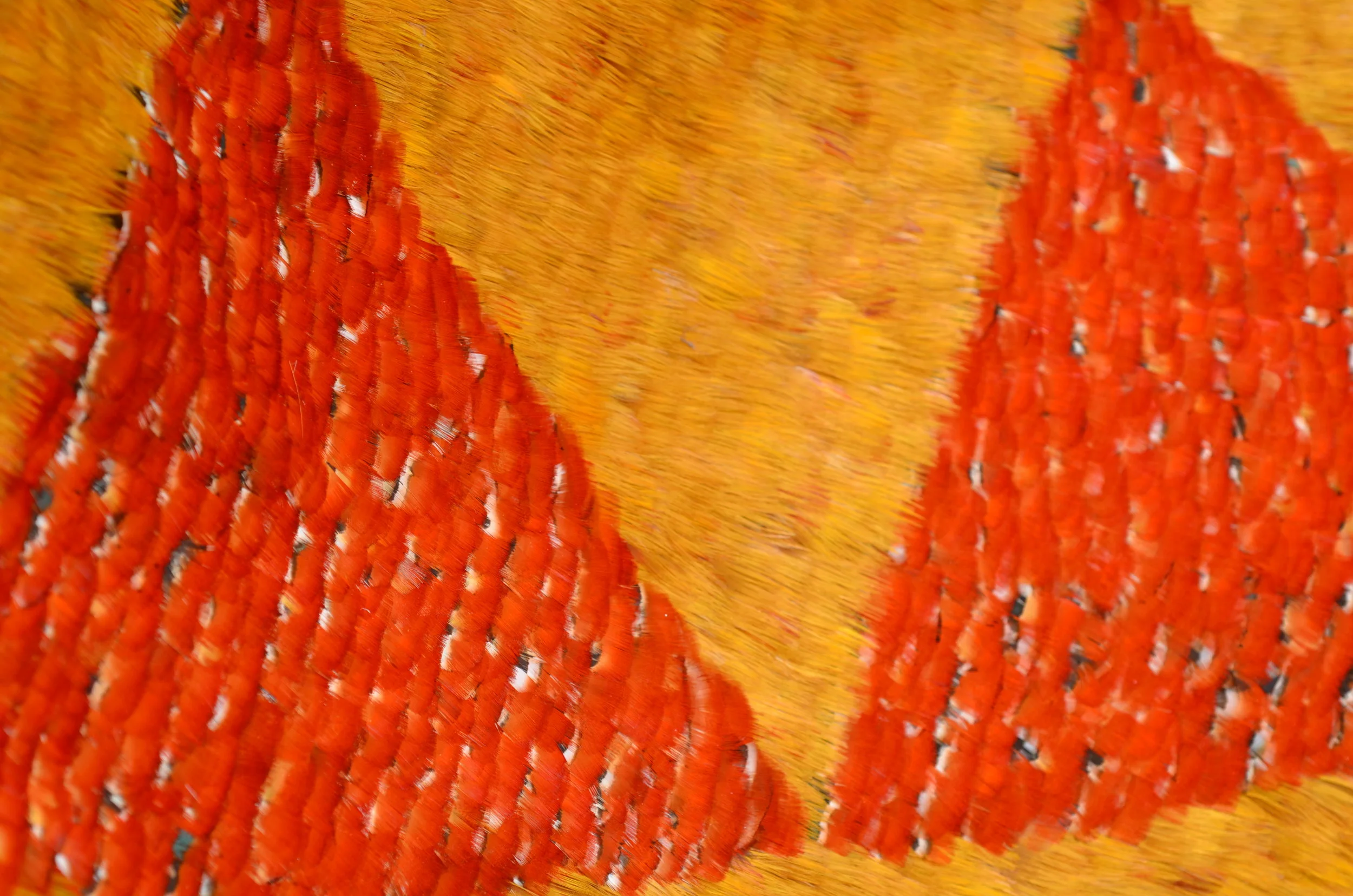 DSC_0244.JPG
