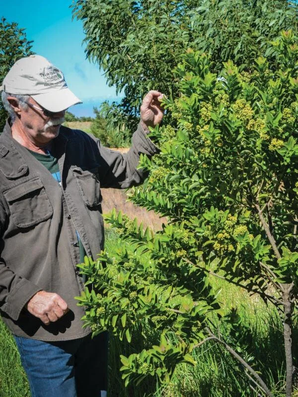 The Rebirth Of Sandalwood — Hawaiian Legacy Reforestation Initiative