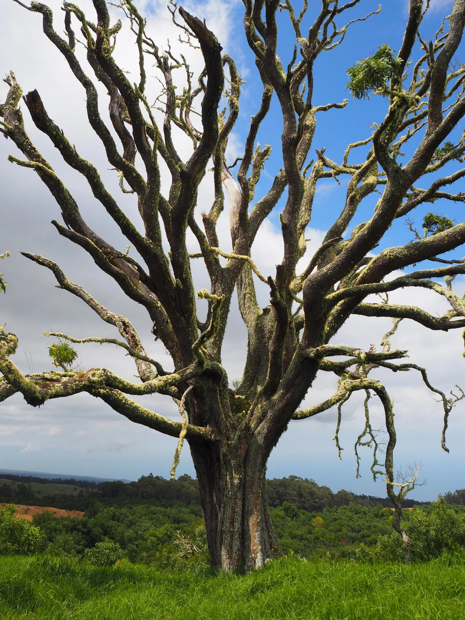 Collective Efforts: Reforesting Hawaii