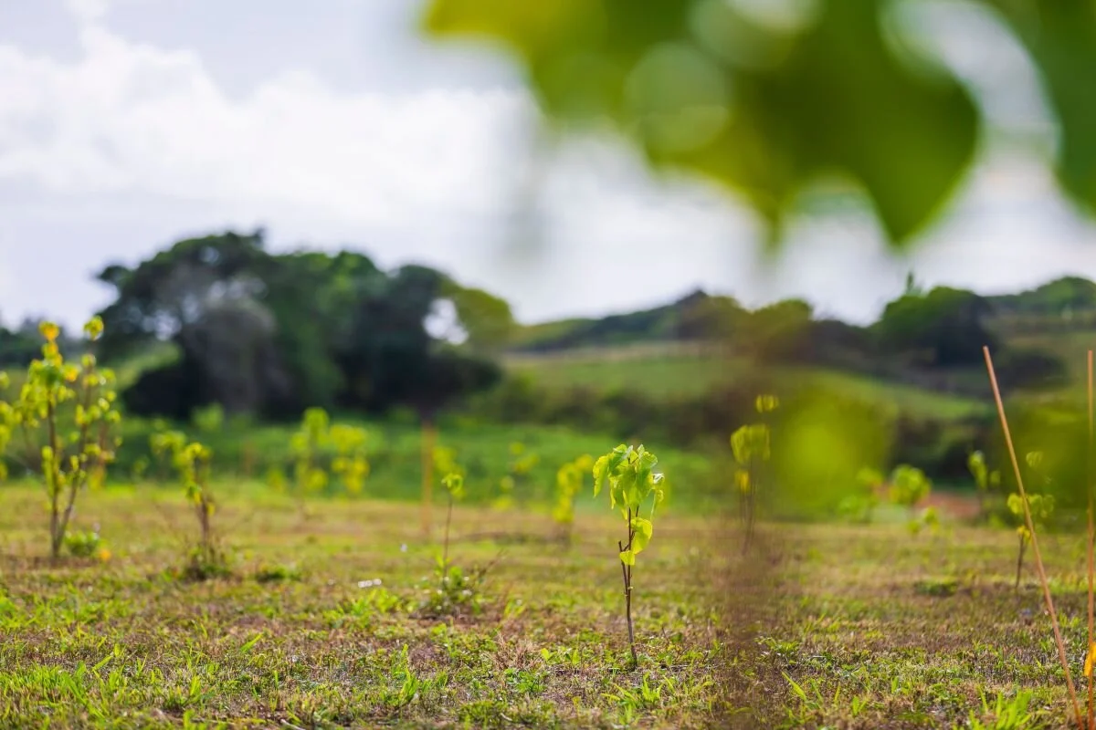 Alaska Airlines Teams Up with Mālama Hawaiʻi to Plant Nearly 900 Trees on Oʻahu