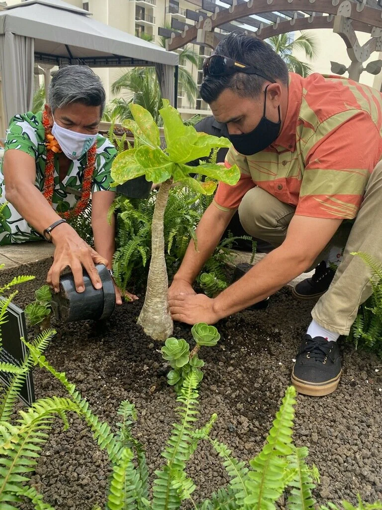 No longer existing in the wild, a rare Hawaii tree finds a home in Waikiki