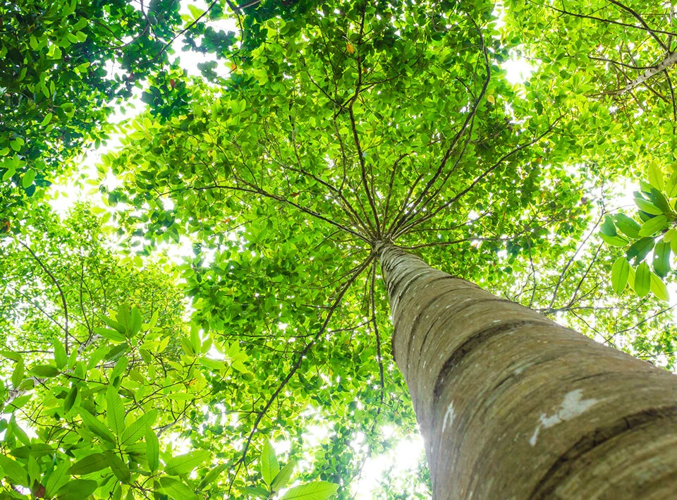 4 Steps Companies Can Take to Offset Carbon Emissions and Protect Forests