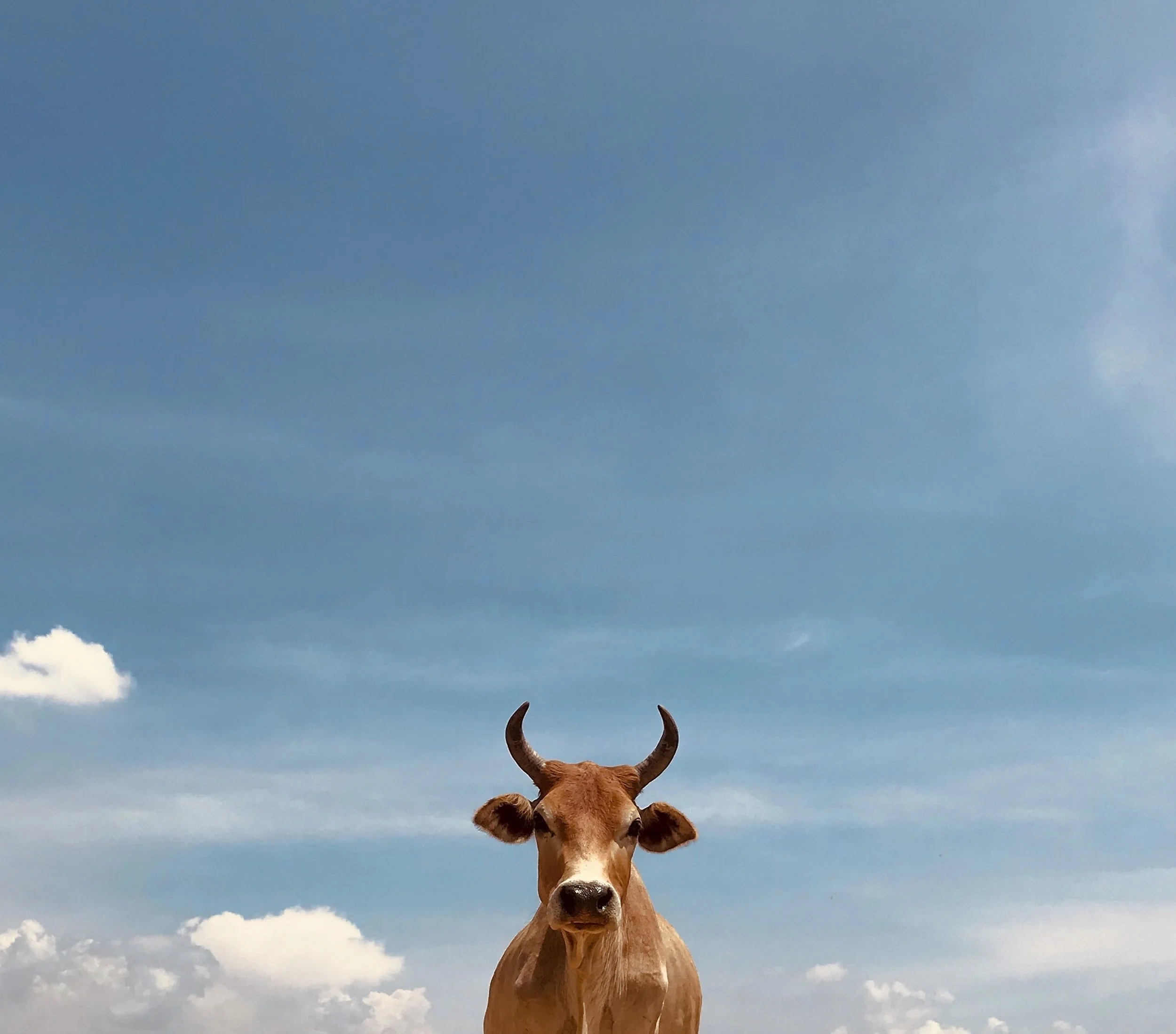 Taurus Season Astrology Forecast