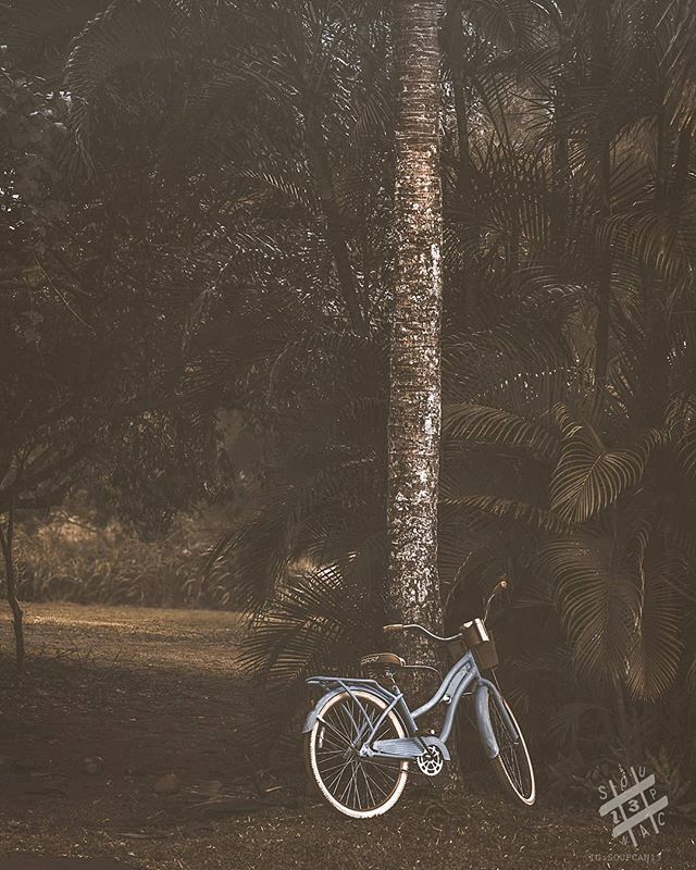 Lazy in the Shade - A momentarily forgotten beach cruiser parked next to a coconut palm. Some times it nice to just sit back and enjoy the moment. 🚲
.
Check out soupcan13.com for prints
.
📷Nikon D850-Tokina 100mm f2.8
.
💻post edit Lightroom
.
🎧El