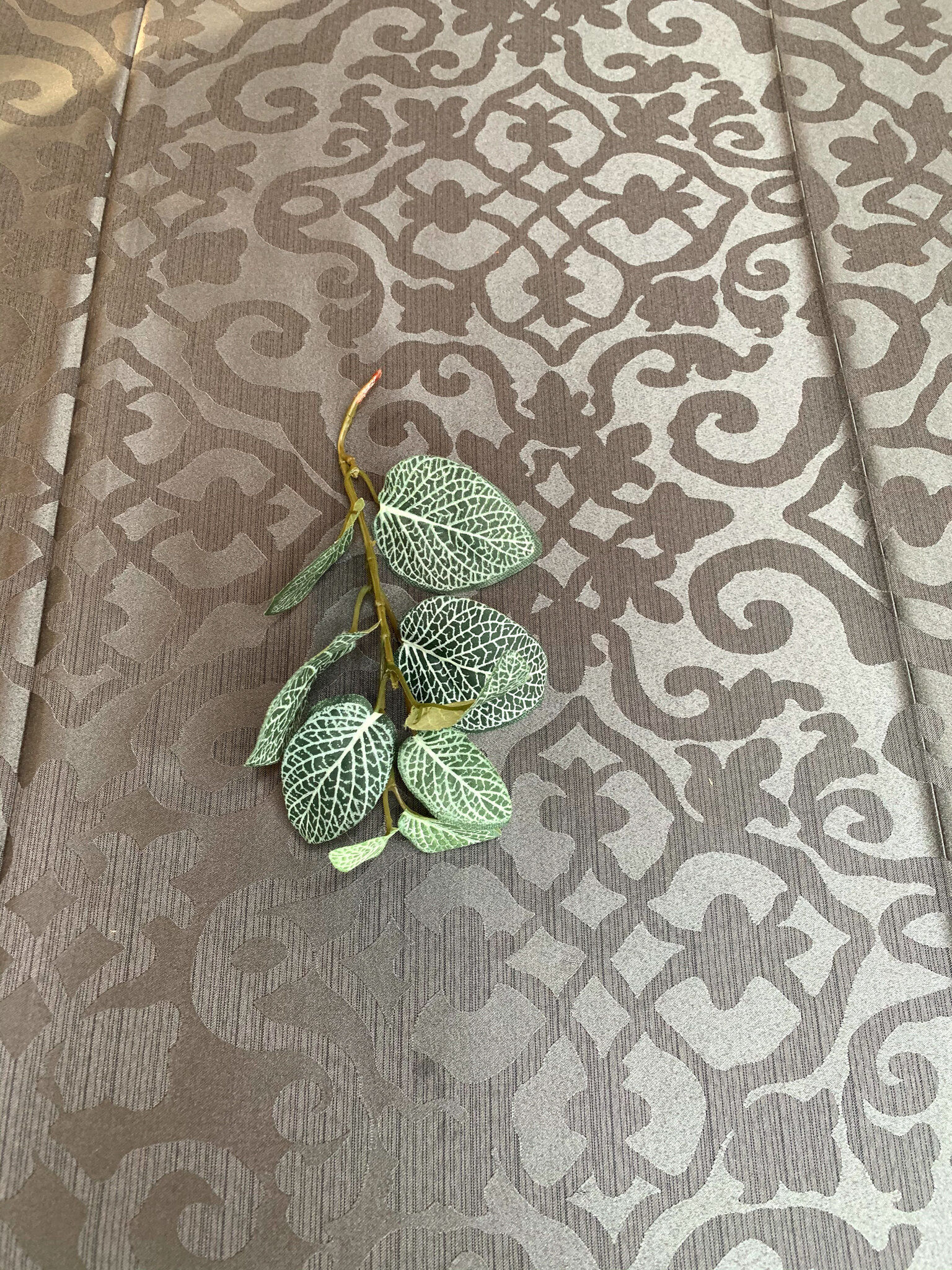 Silver Nerve Plants (FL63)