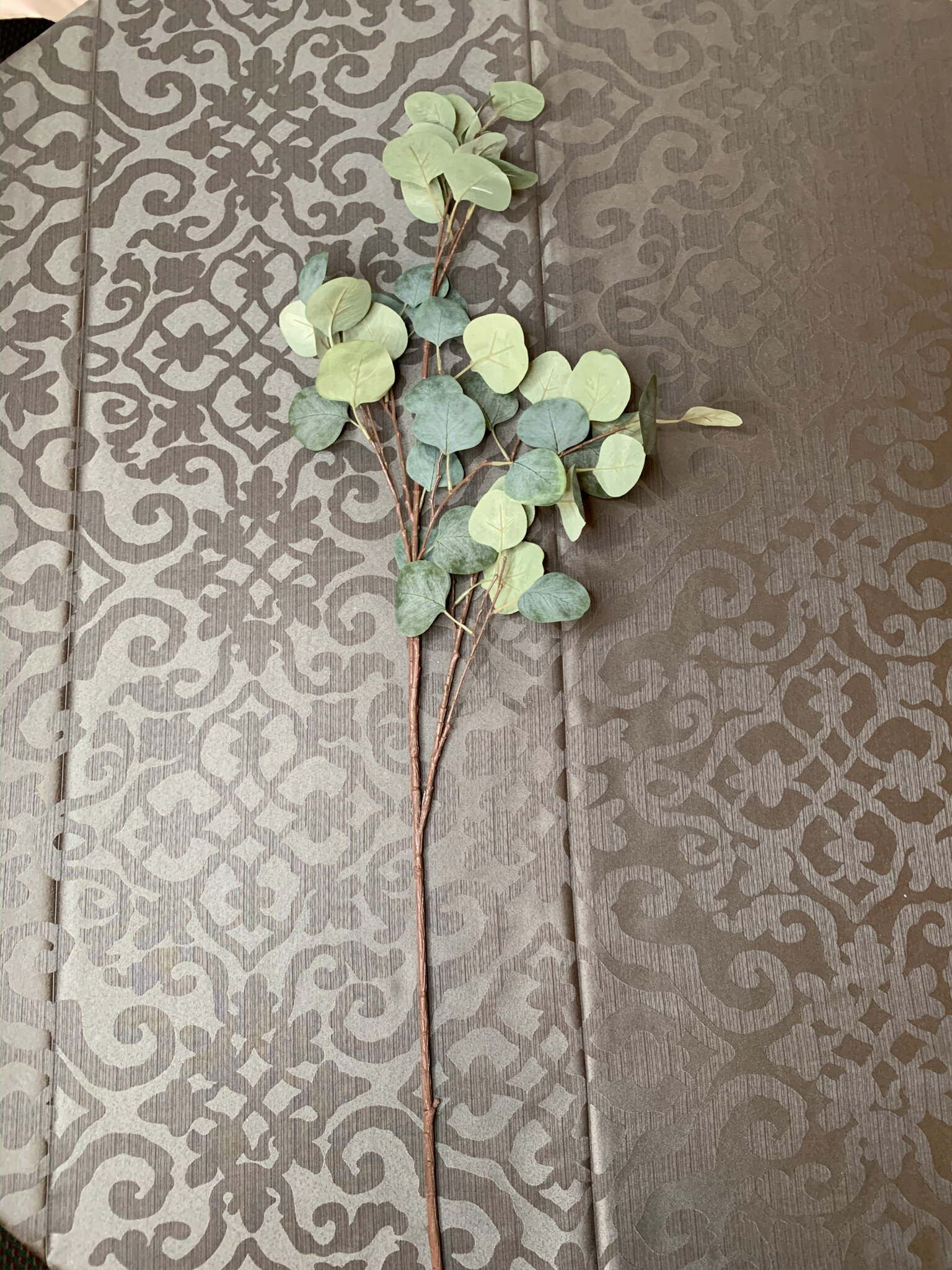 Eucalyptus Stems (FL157)