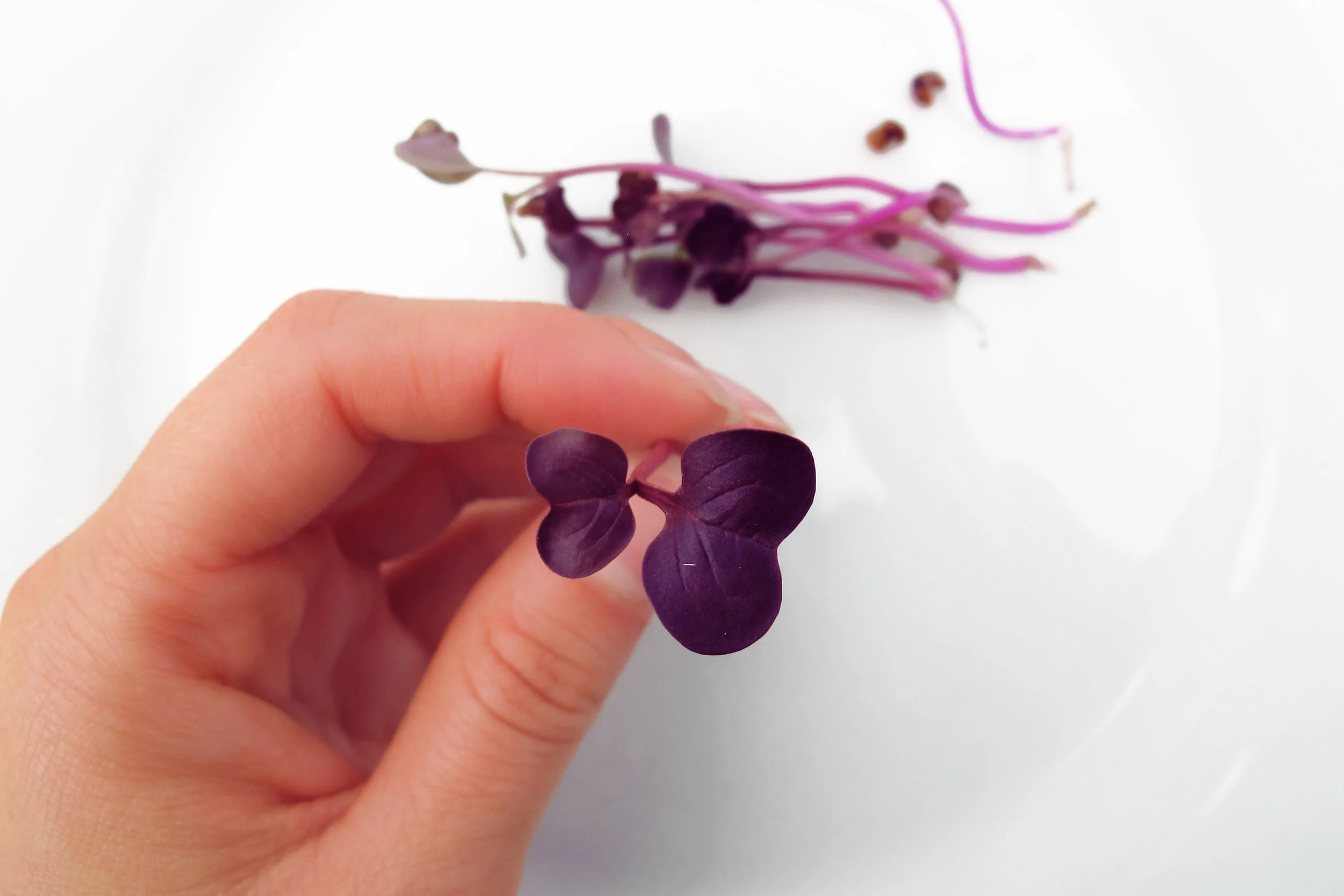 Purple Sango-2.jpg