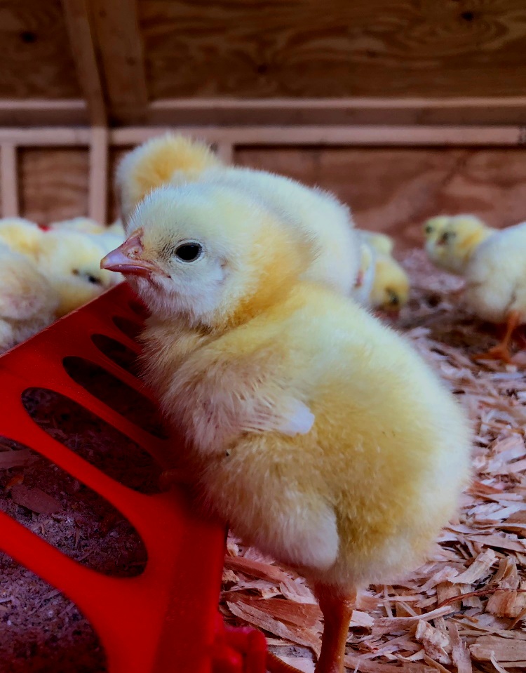 chick.jpg