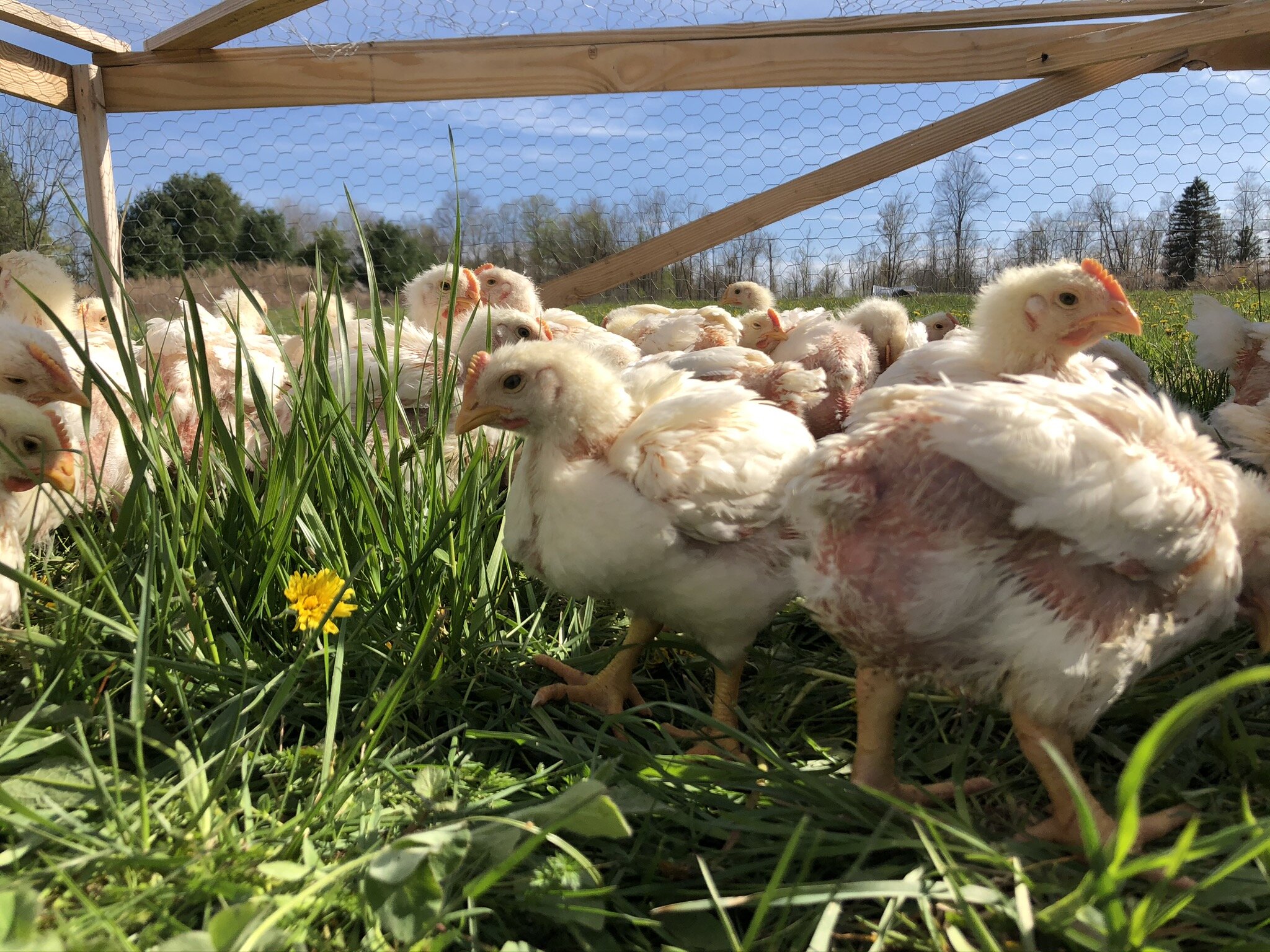 The Pasture Stand Farm Pastureraised meat & eggs Greater Rochester