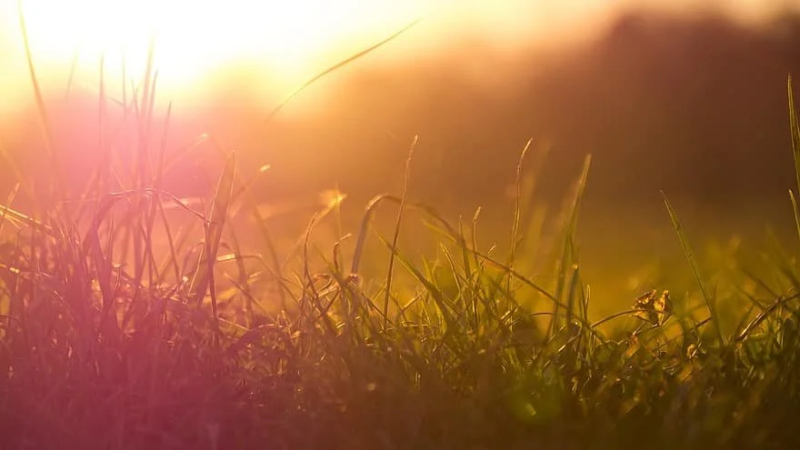 grass-sun-meadow-sunset-romance-nature-close-up-backlighting-landscape.jpg