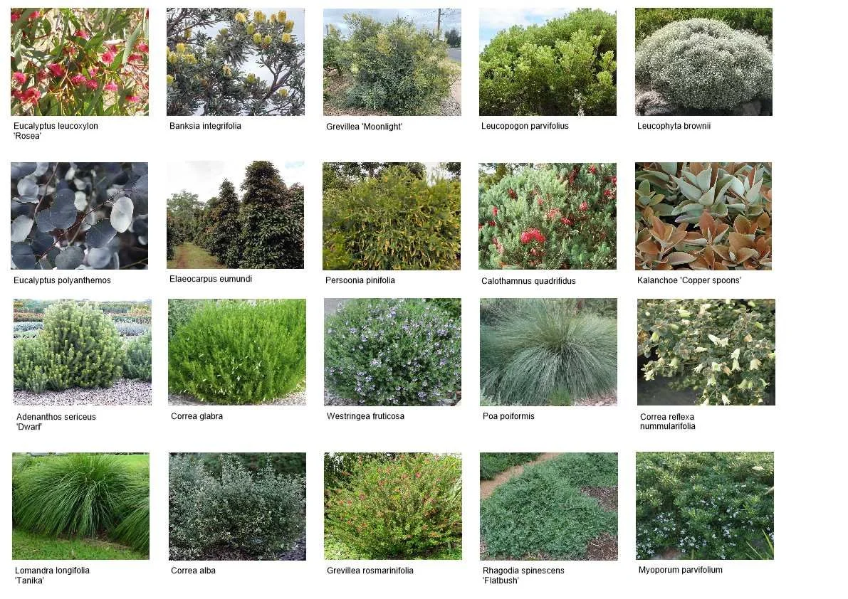 Planting pallette harkaway.jpg