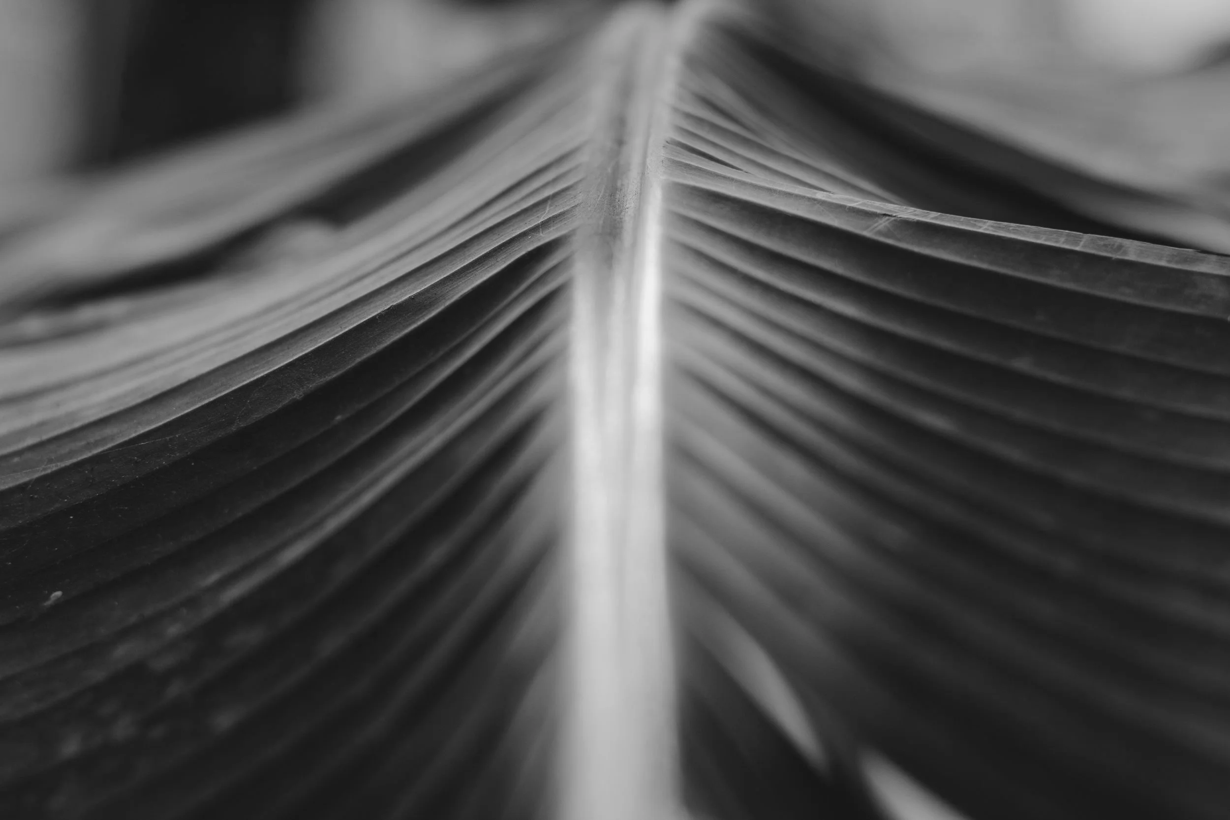 banana-leaf-blur-botanical-1142069.jpg