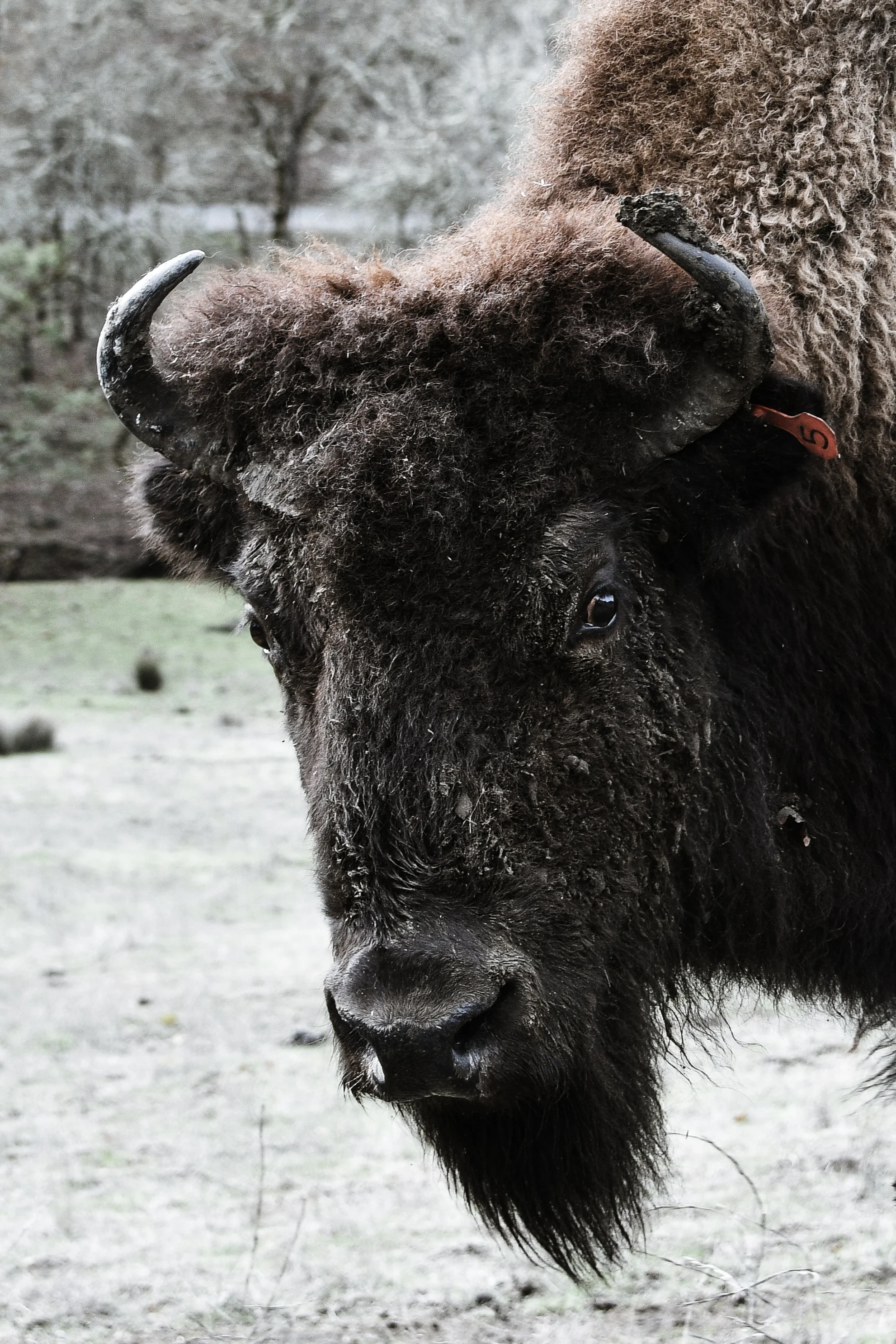 Bison