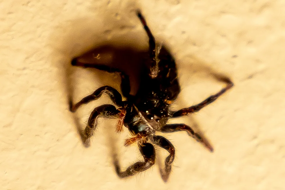 Spider