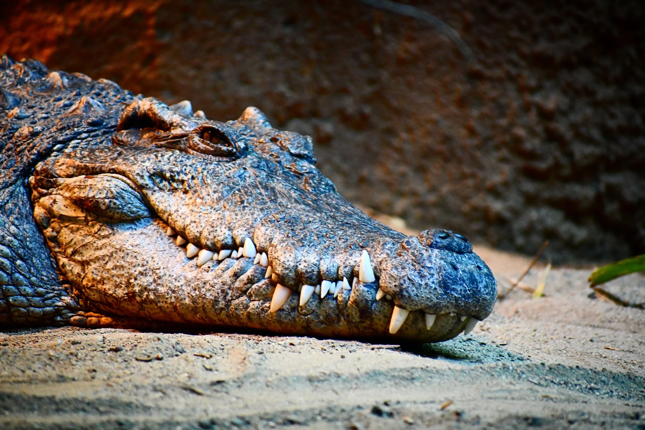 Crocodile