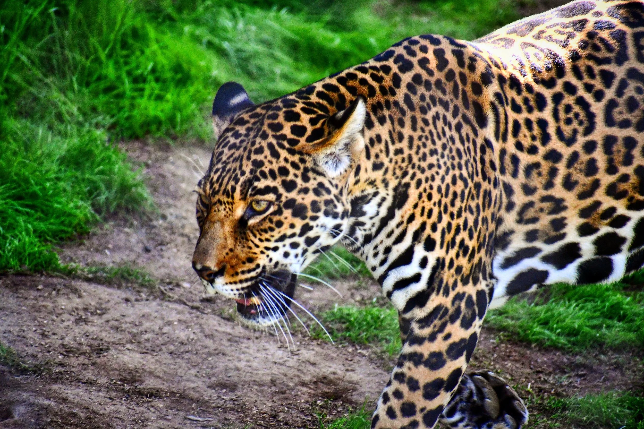Jaguar