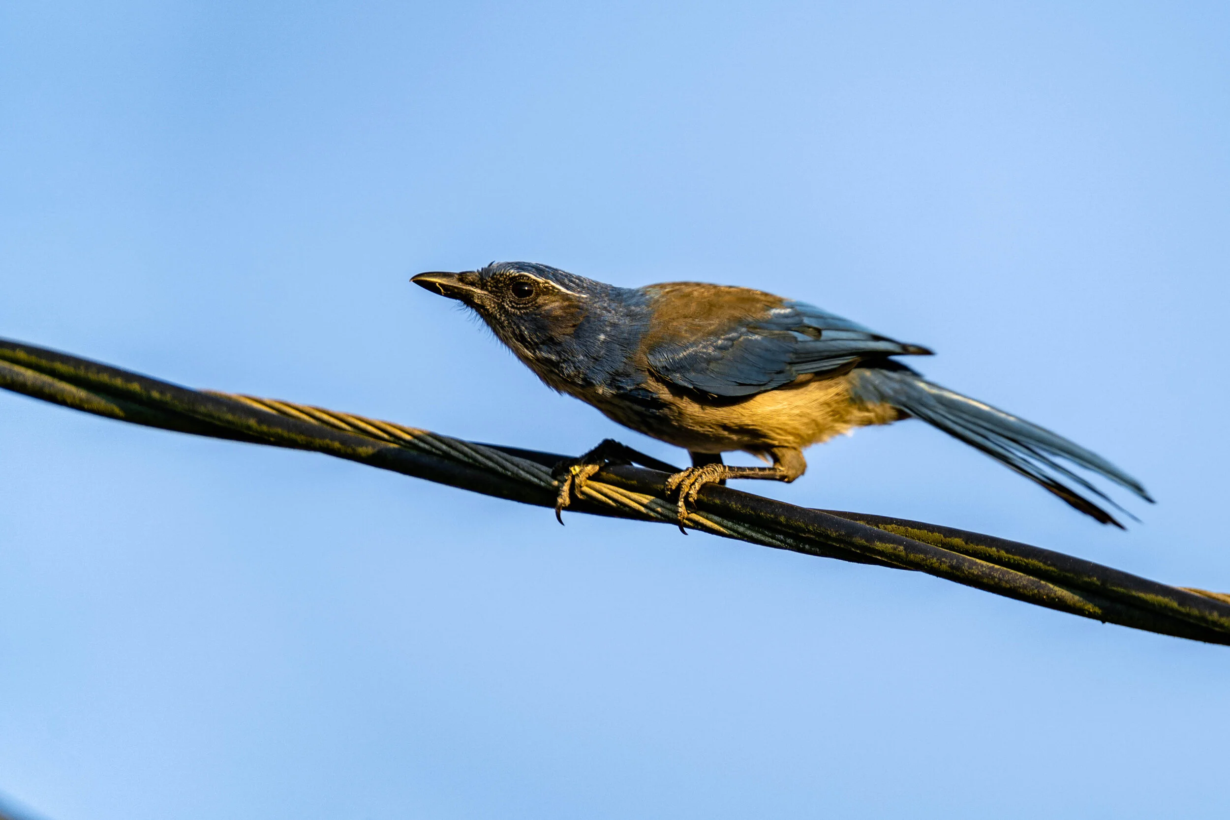Western Scrub Jay