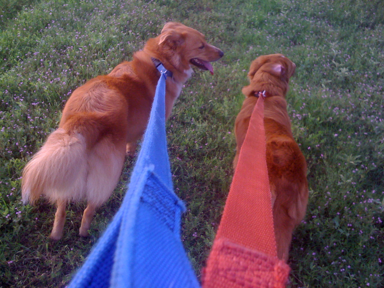 dogs on leash.jpg