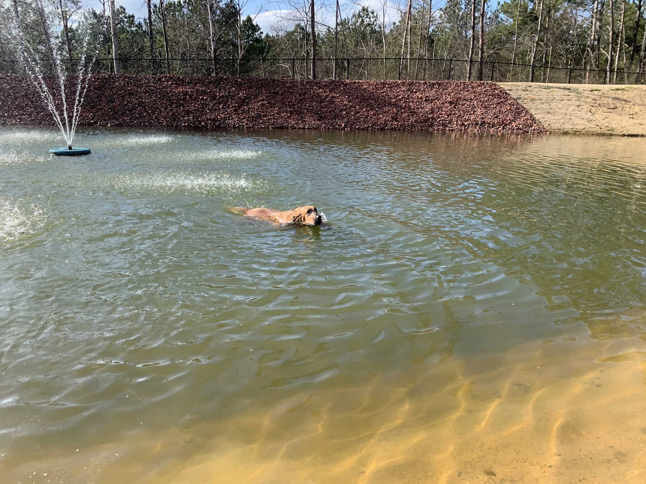 swimming3 website photo.jpg