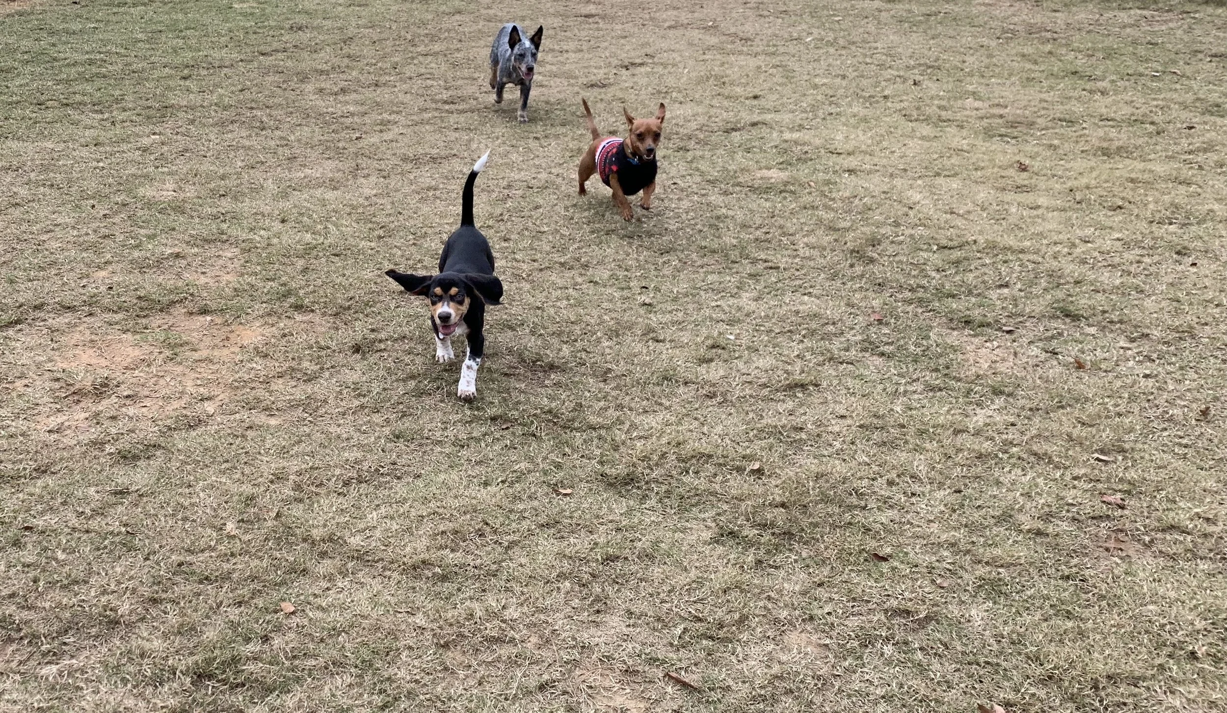 smalls playtime.jpg