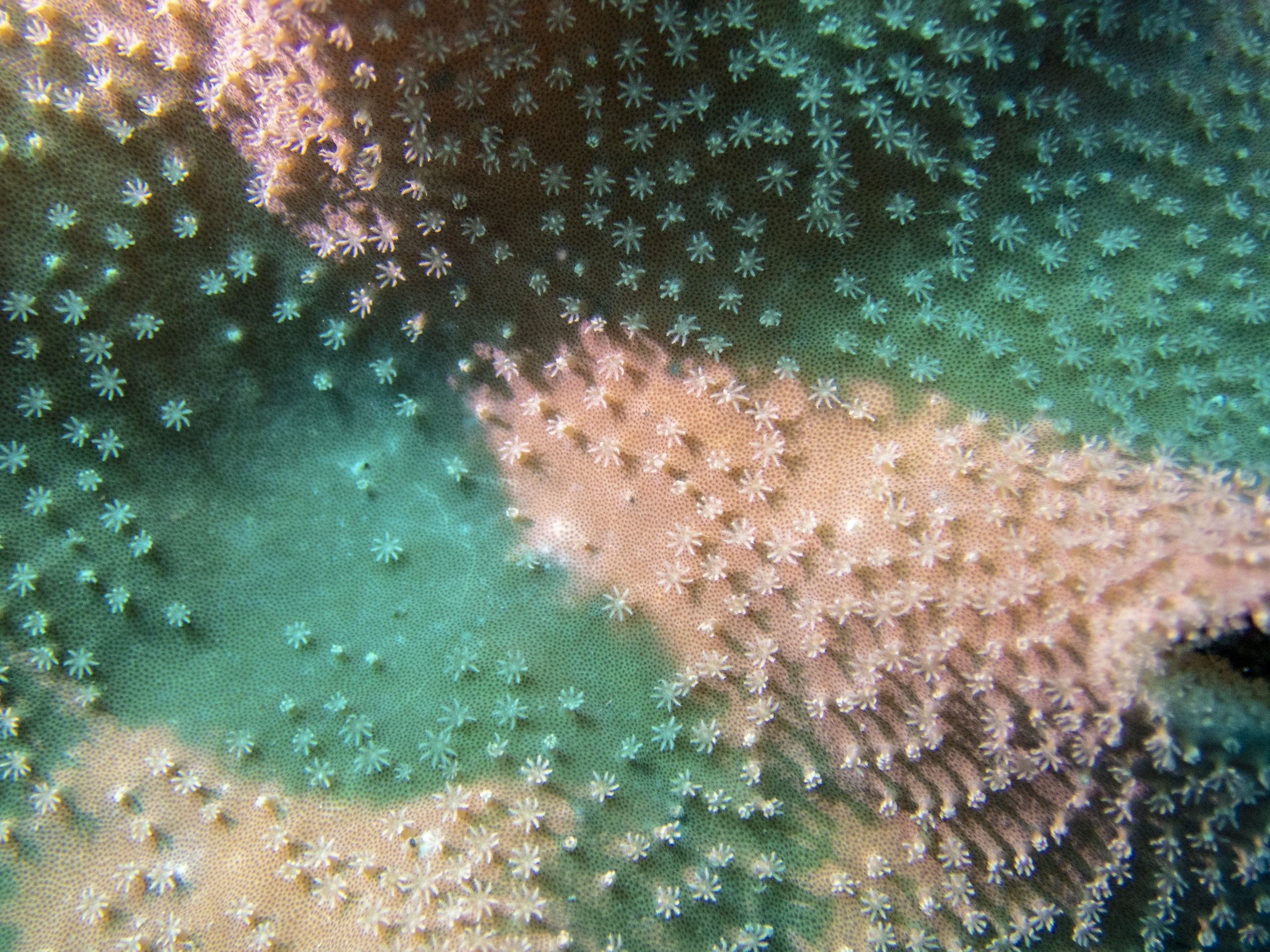 Coral_PC010165.jpg