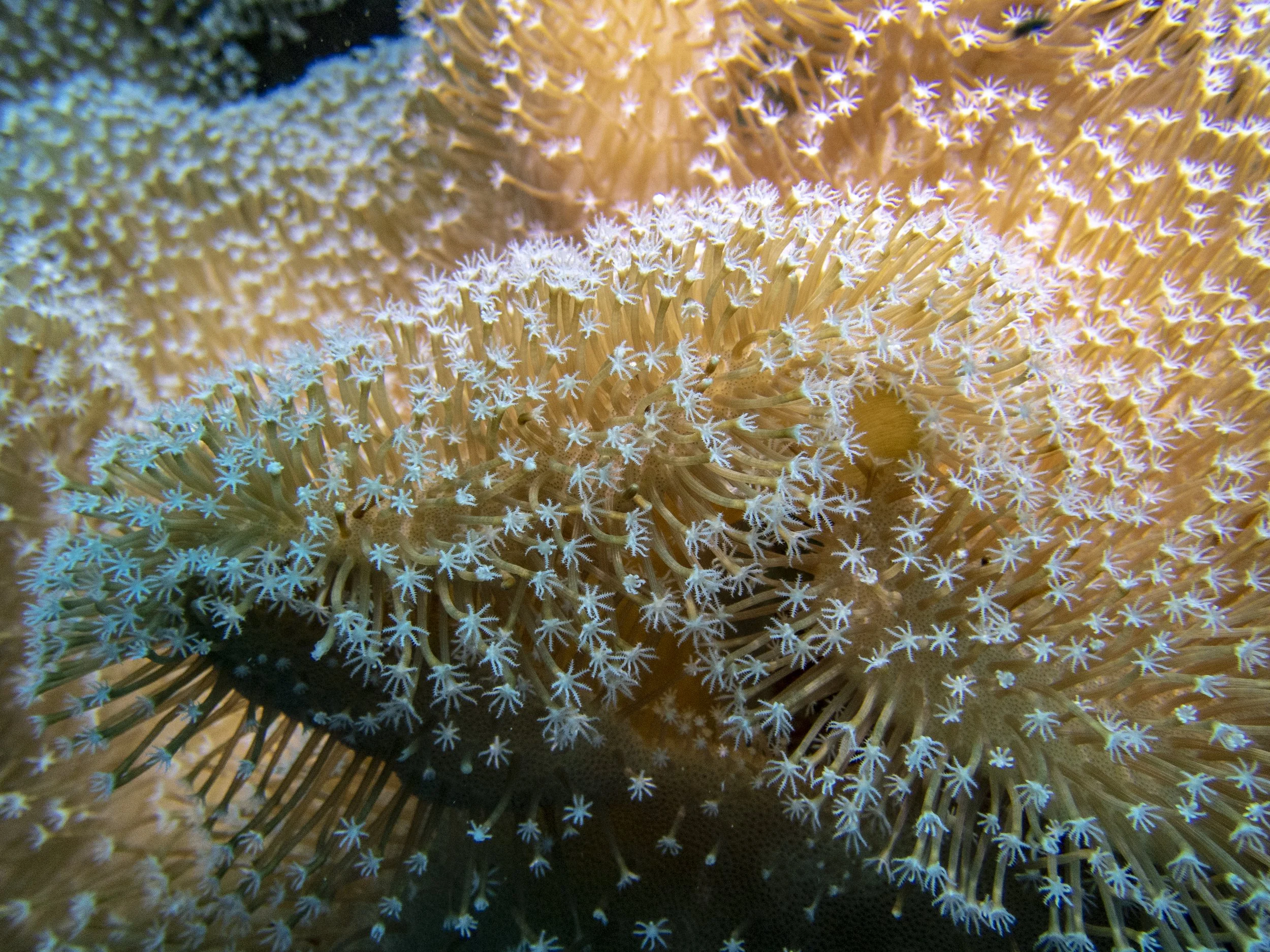 Coral_PC030032.jpg