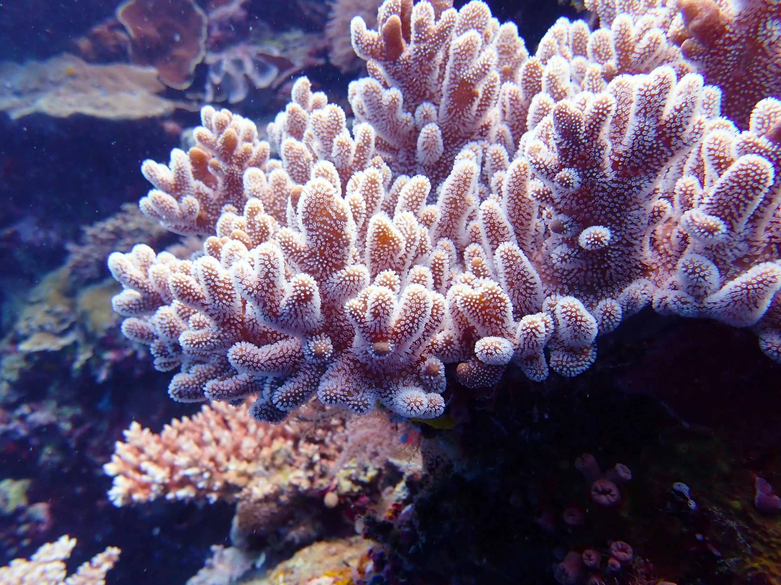 Coral_PC070281.jpg