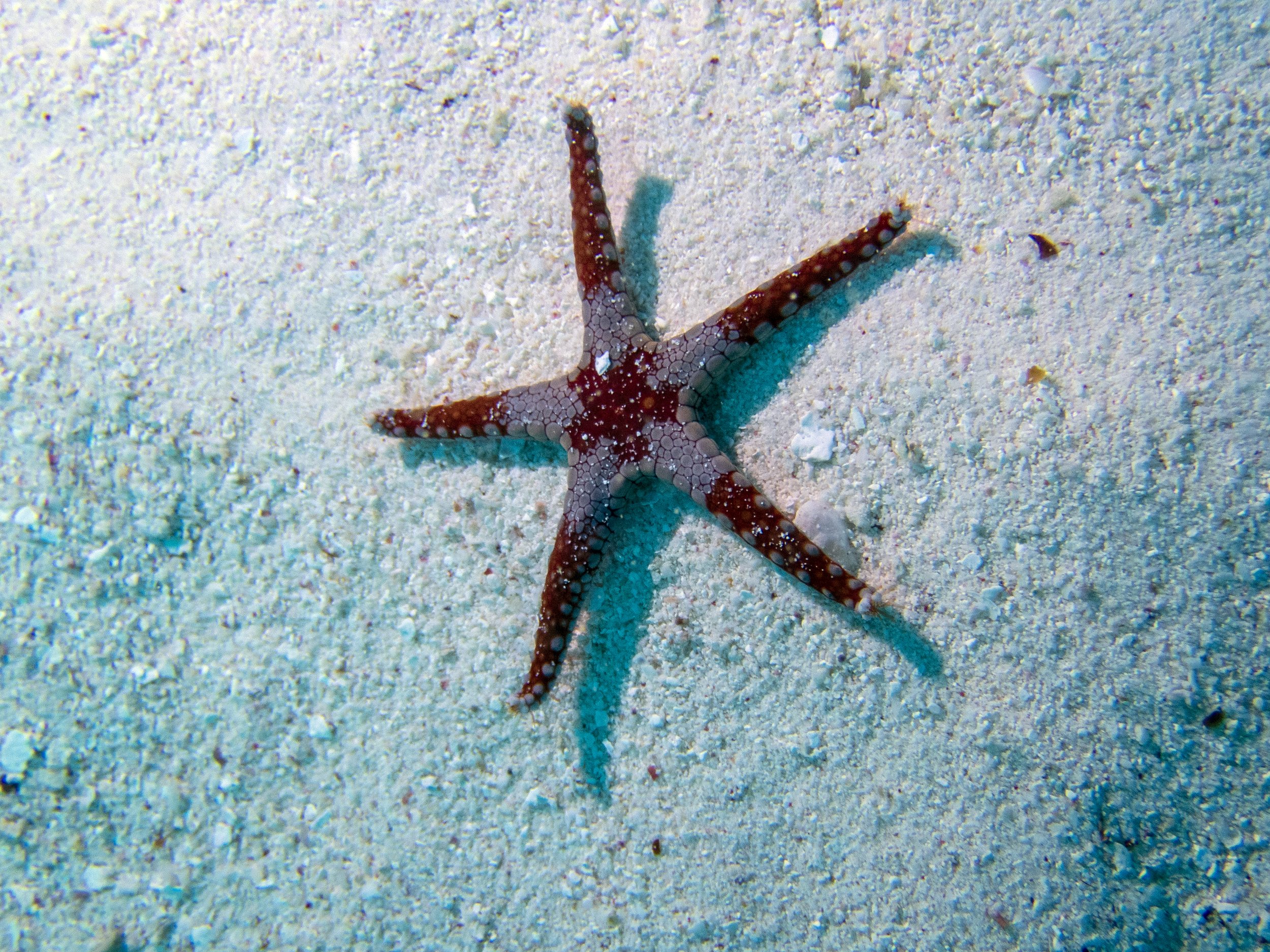 Starfish_PC020017.jpg