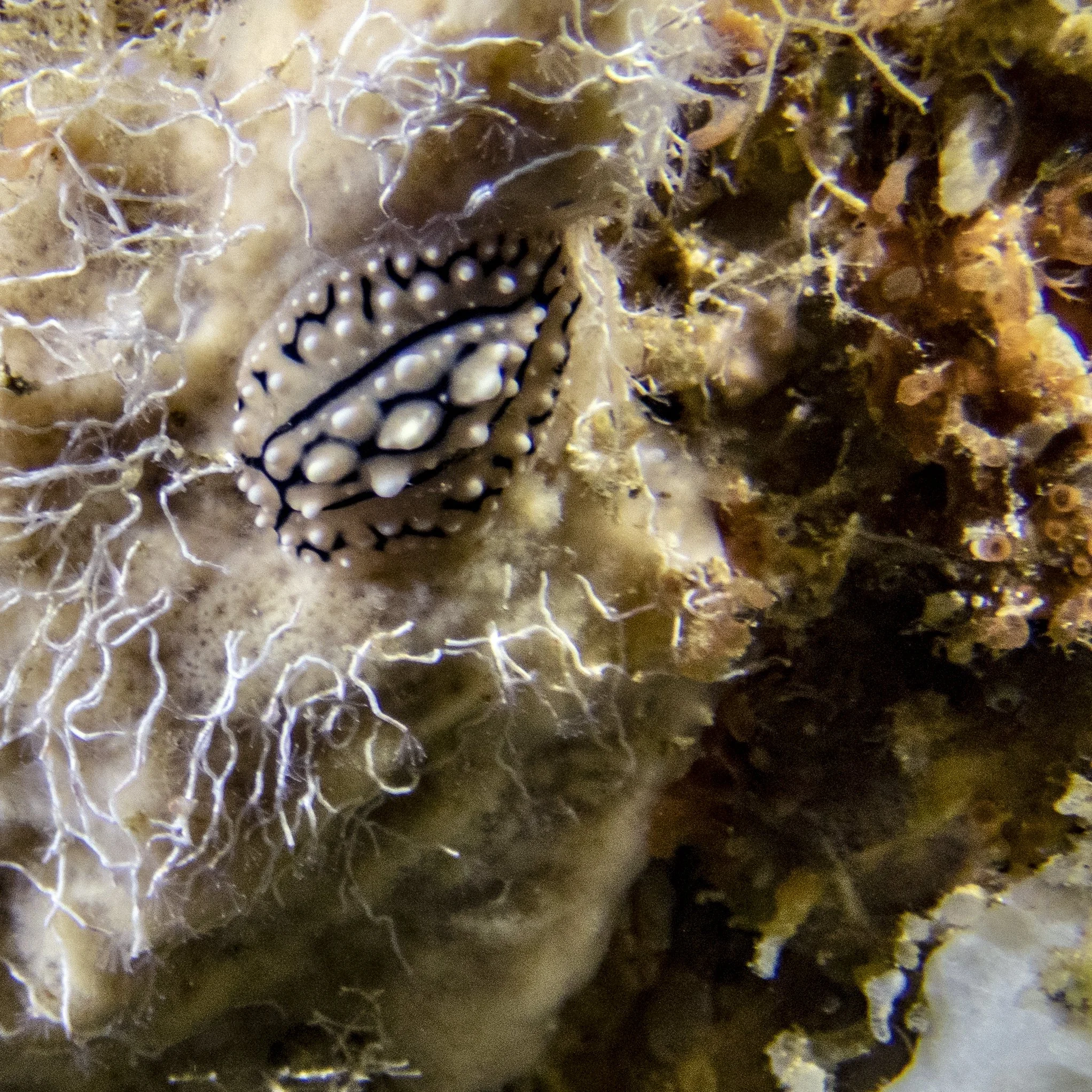 Nudi_PC030009.jpg