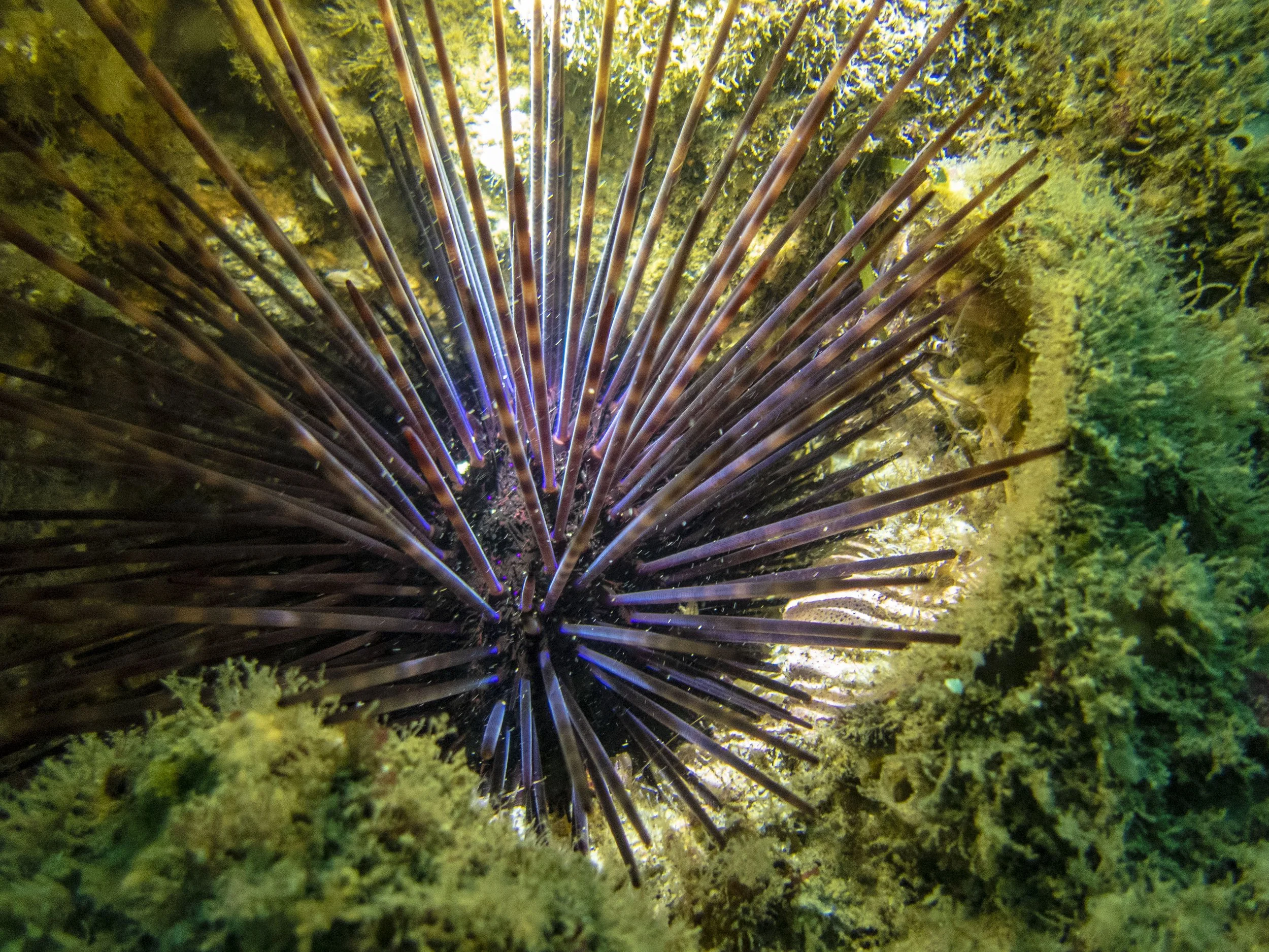 Monarch_Urchin_P1270967_2.jpg