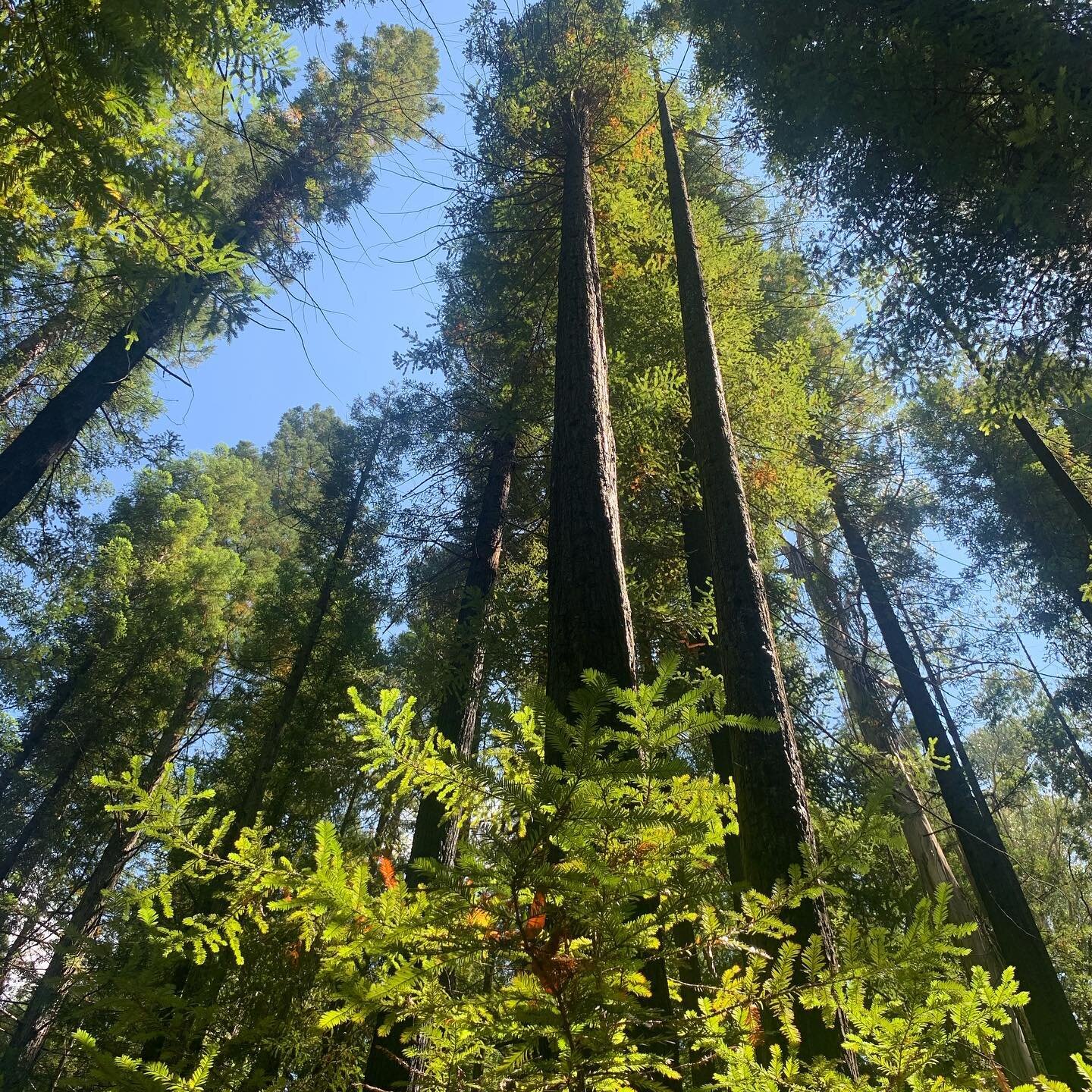 Hiding in the mountains visiting the Magic Forest, filled with Giant Sequoias. Spectacular and, well, magical!